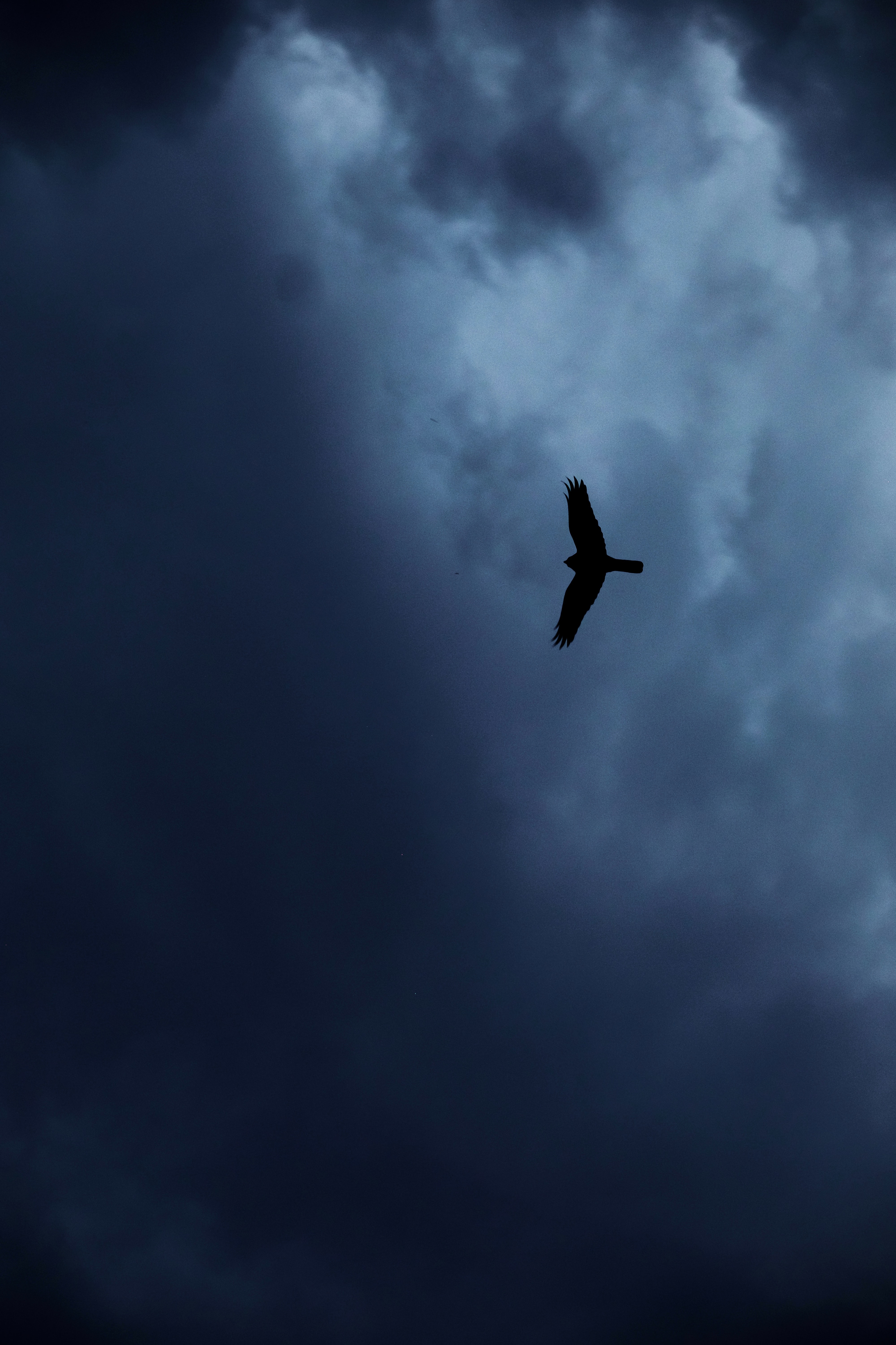 eagle, silhouette, sky, animals, bird, flight mobile wallpaper