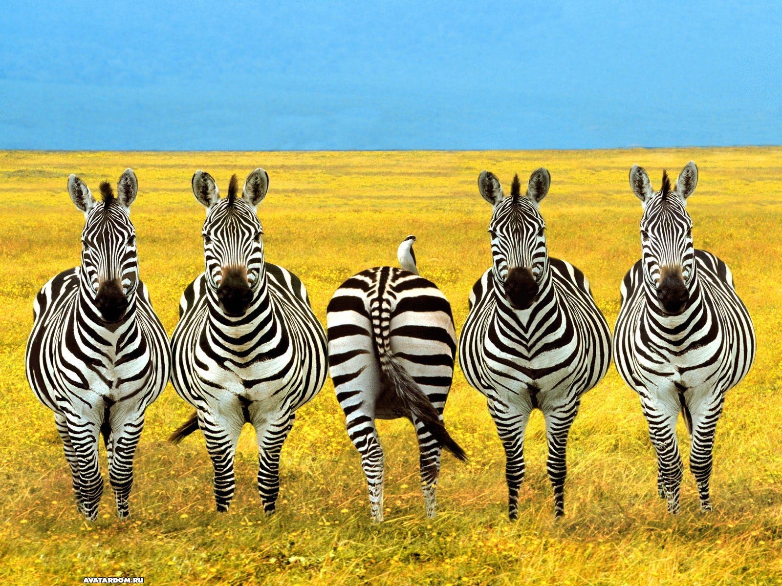 656 скачать картинку зебры, юмор, животные, желтые - обои и заставки бесплатно