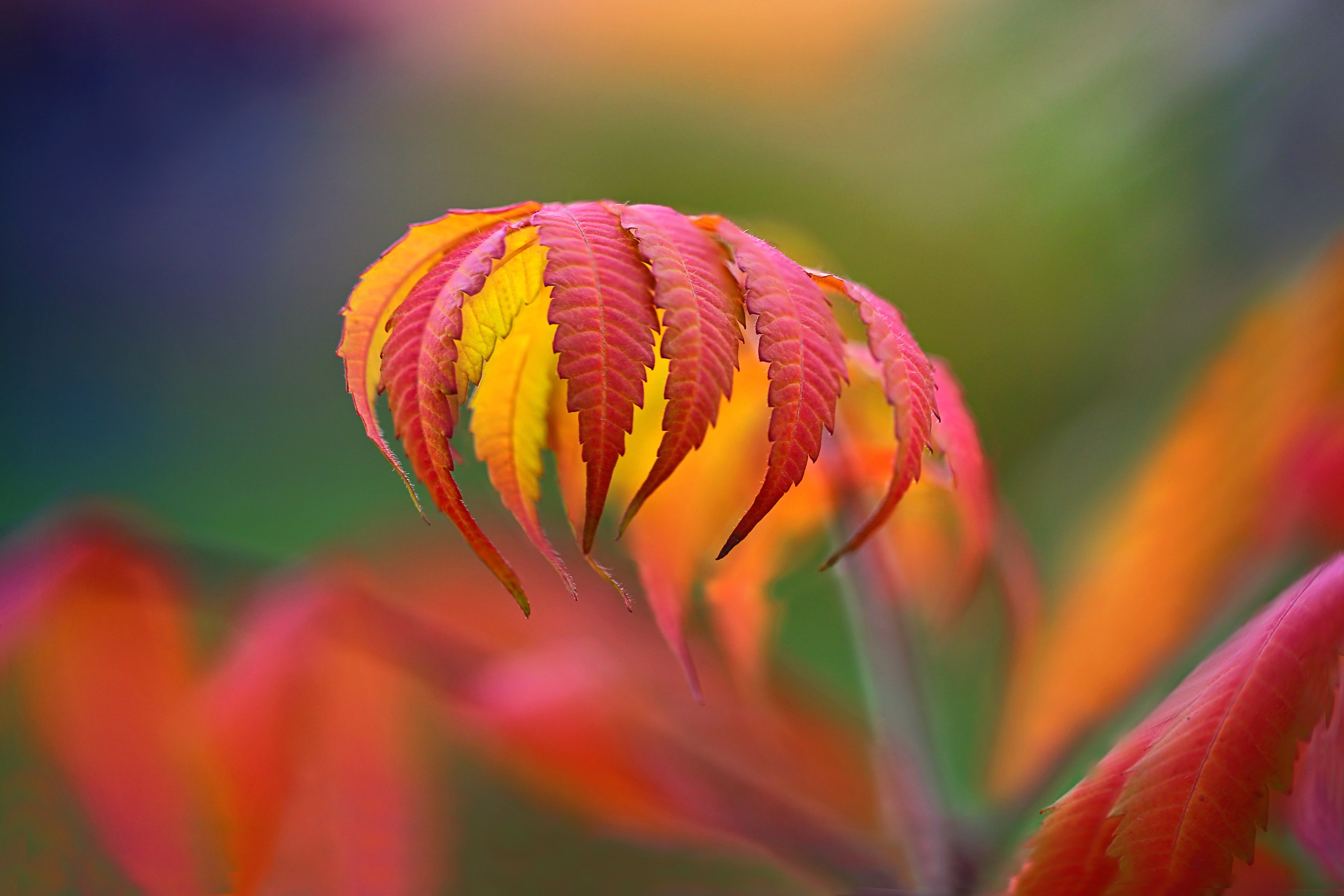 Handy-Wallpaper Herbst, Makro, Blatt, Verwischen, Erde/natur kostenlos herunterladen.