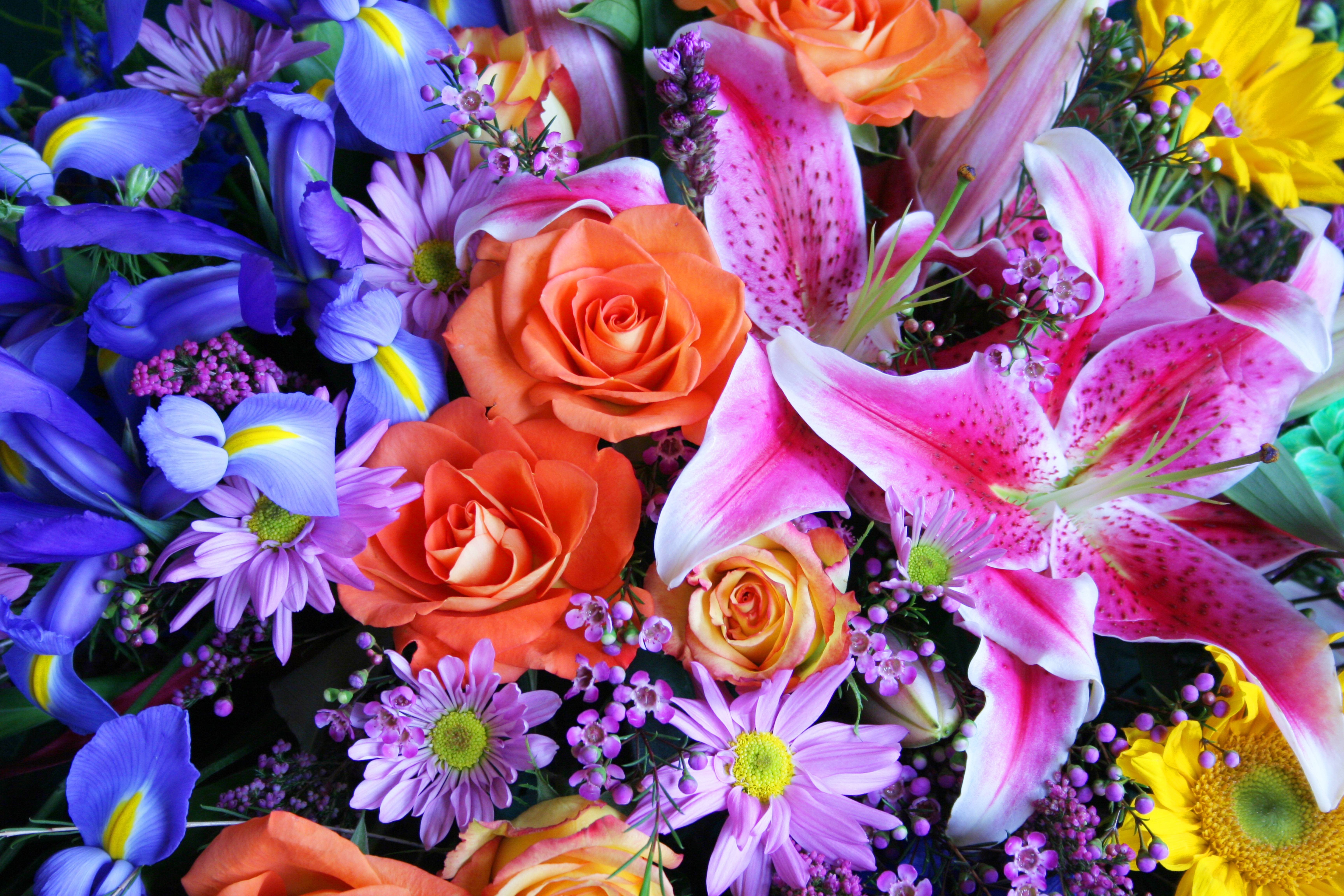 Laden Sie das Blumen, Blume, Rose, Bunt, Lilie, Frühling, Schwertlilien, Gänseblümchen, Erde/natur-Bild kostenlos auf Ihren PC-Desktop herunter