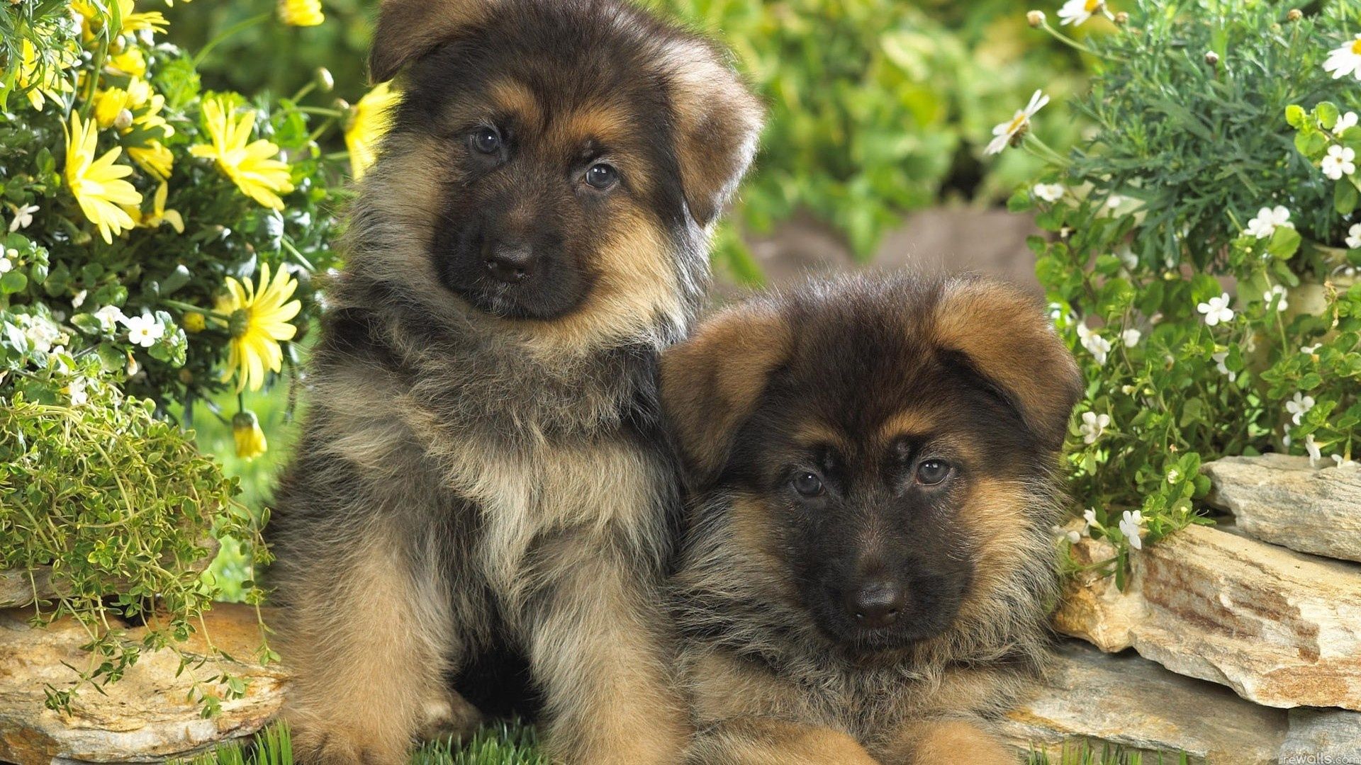 pair, puppies, animals, dogs, grass, couple, fur