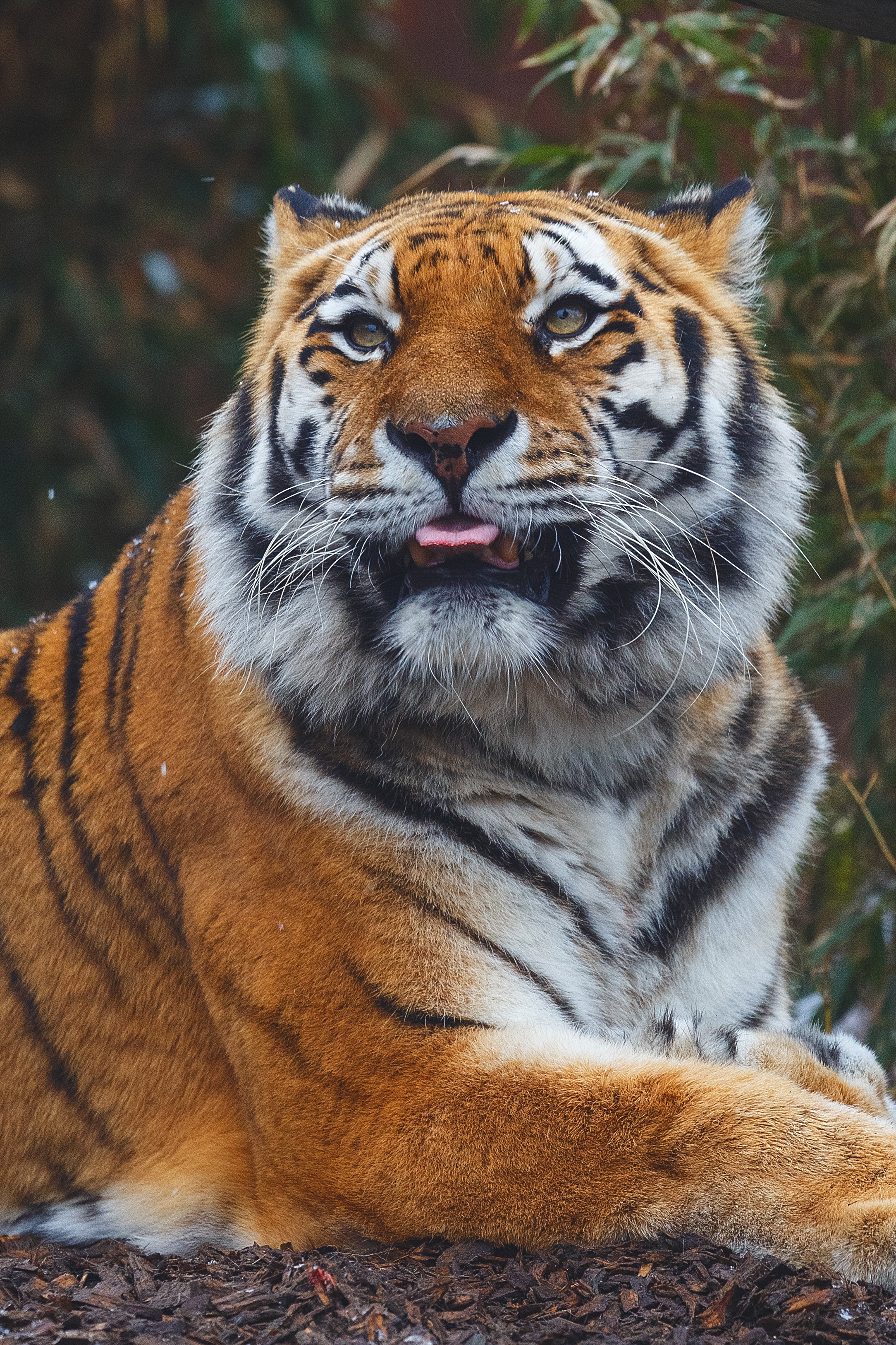 156047 скачать картинку большая кошка, тигр, высунутый язык, животные, морда, хищник - обои и заставки бесплатно