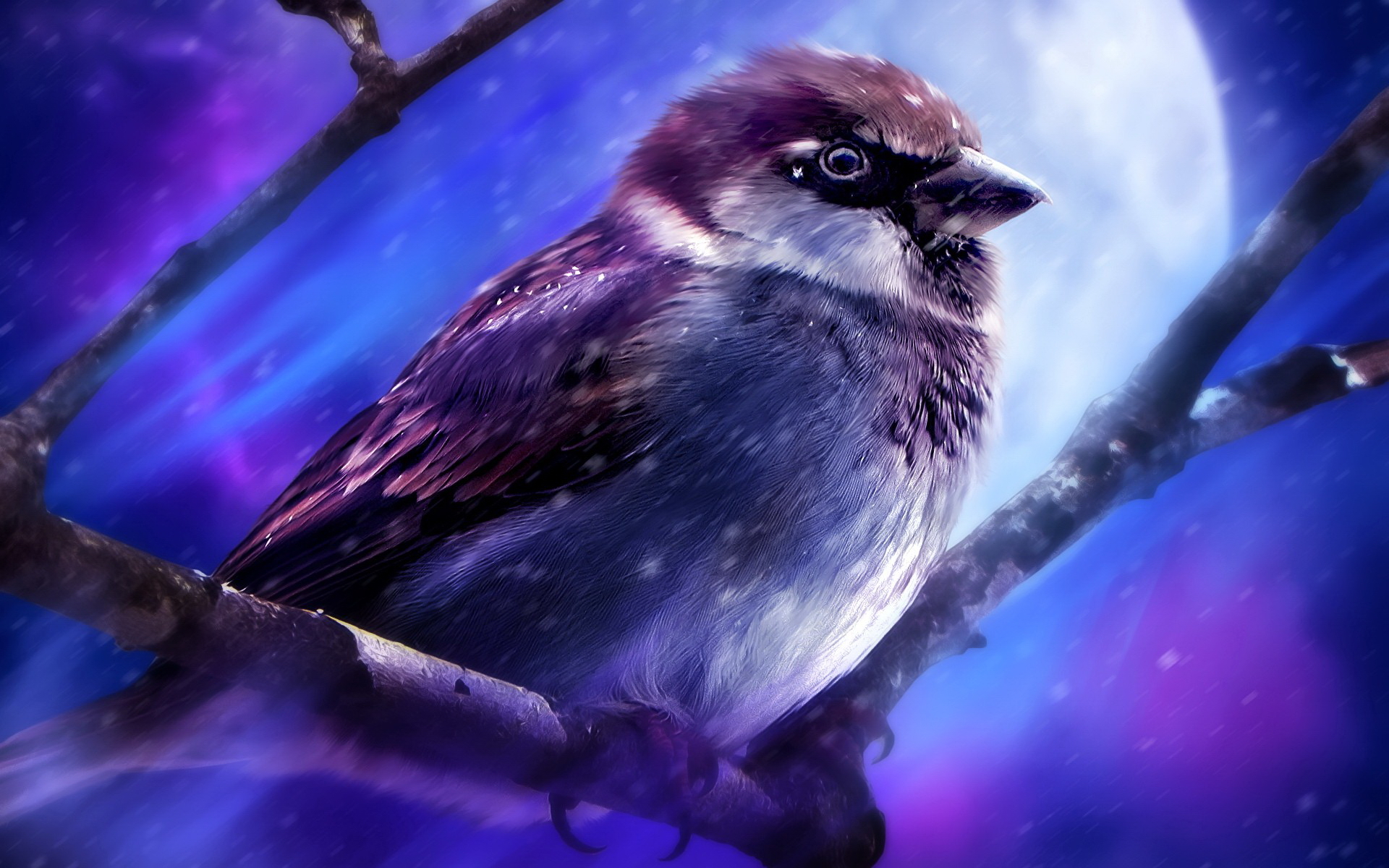 Free download wallpaper Birds, Bird, Sparrow, Animal on your PC desktop