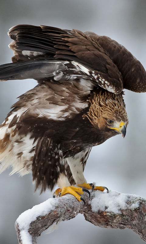 Download mobile wallpaper Birds, Bird, Animal, Eagle for free.