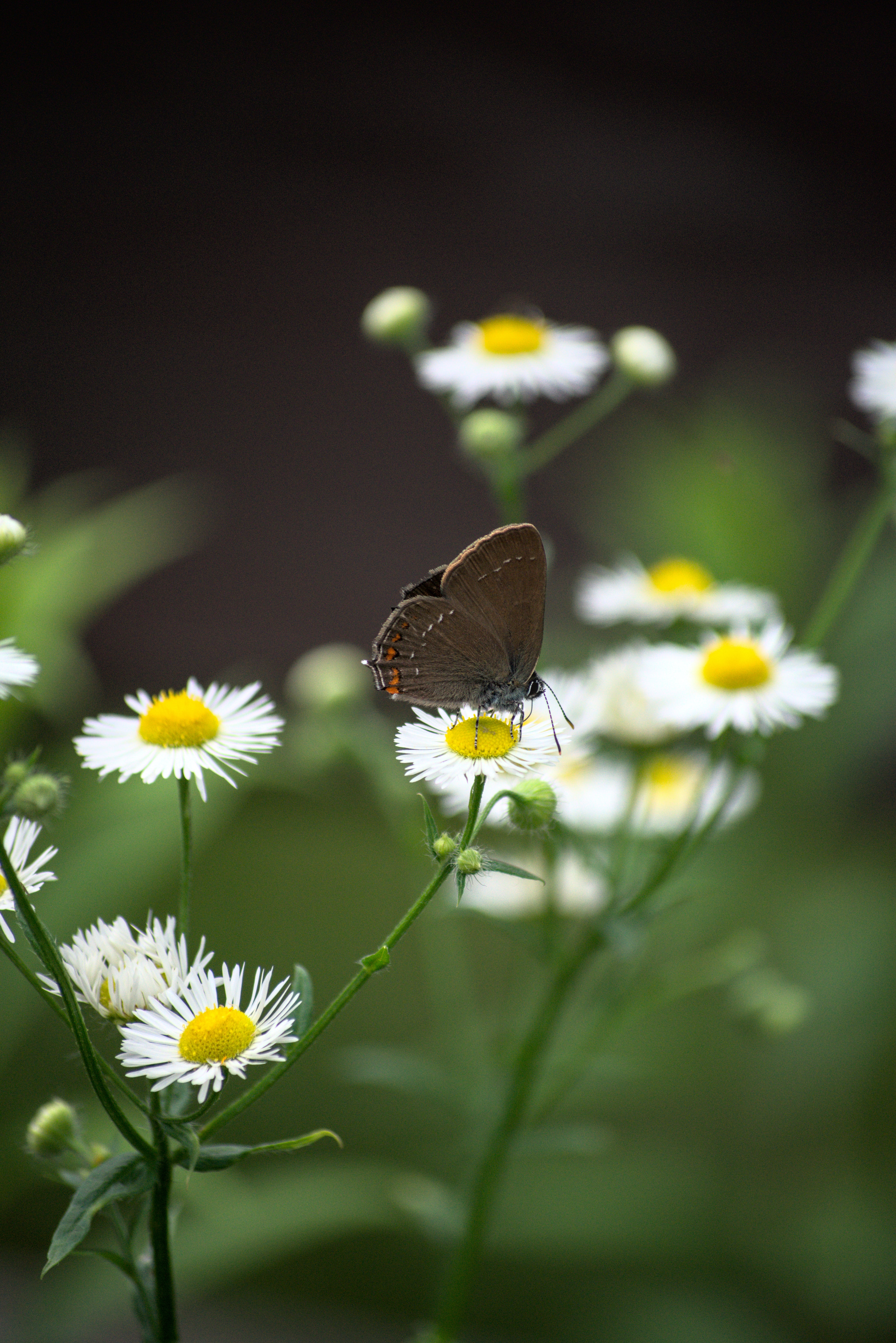 Free download wallpaper Animals, Flowers, Wings, Camomile, Butterfly on your PC desktop