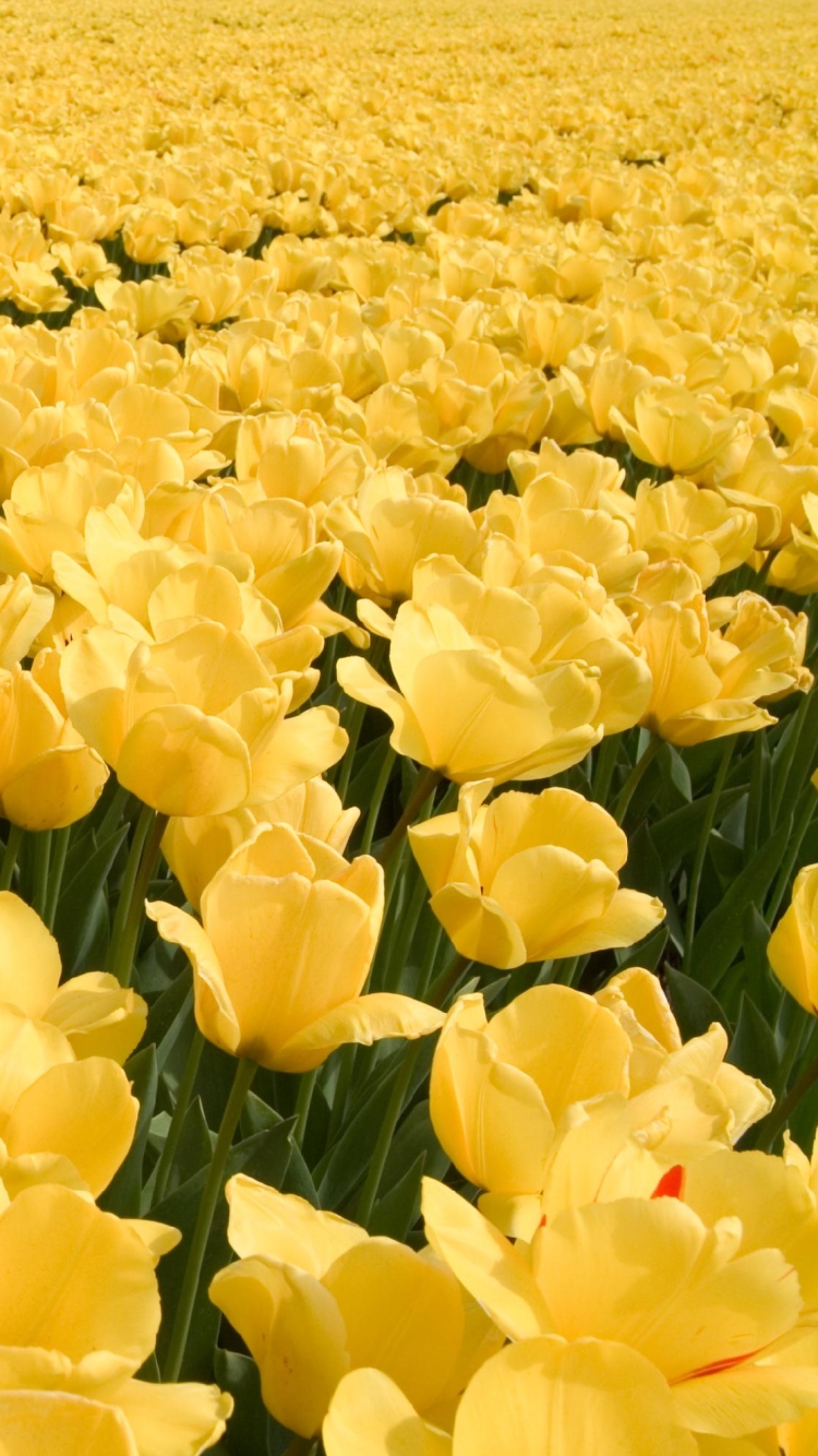 無料モバイル壁紙フラワーズ, チューリップ, 花, 地球, 黄色い花をダウンロードします。