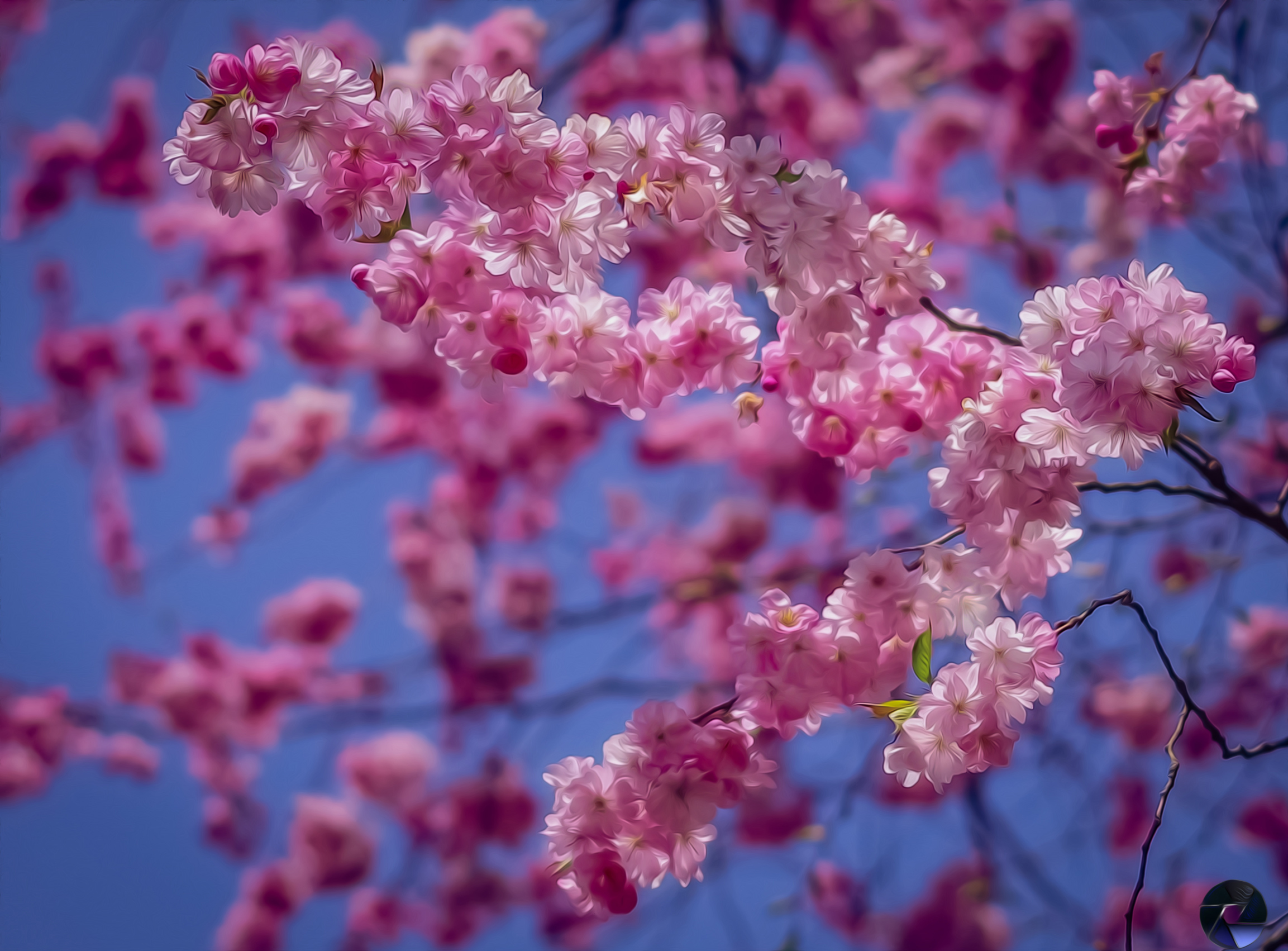 Handy-Wallpaper Sakura, Blume, Ast, Blüte, Erde/natur kostenlos herunterladen.