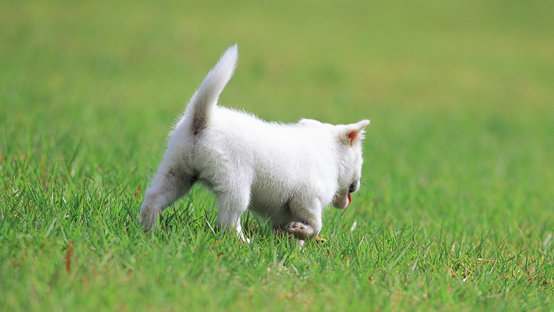 Baixe gratuitamente a imagem Animais, Gatos, Gato na área de trabalho do seu PC