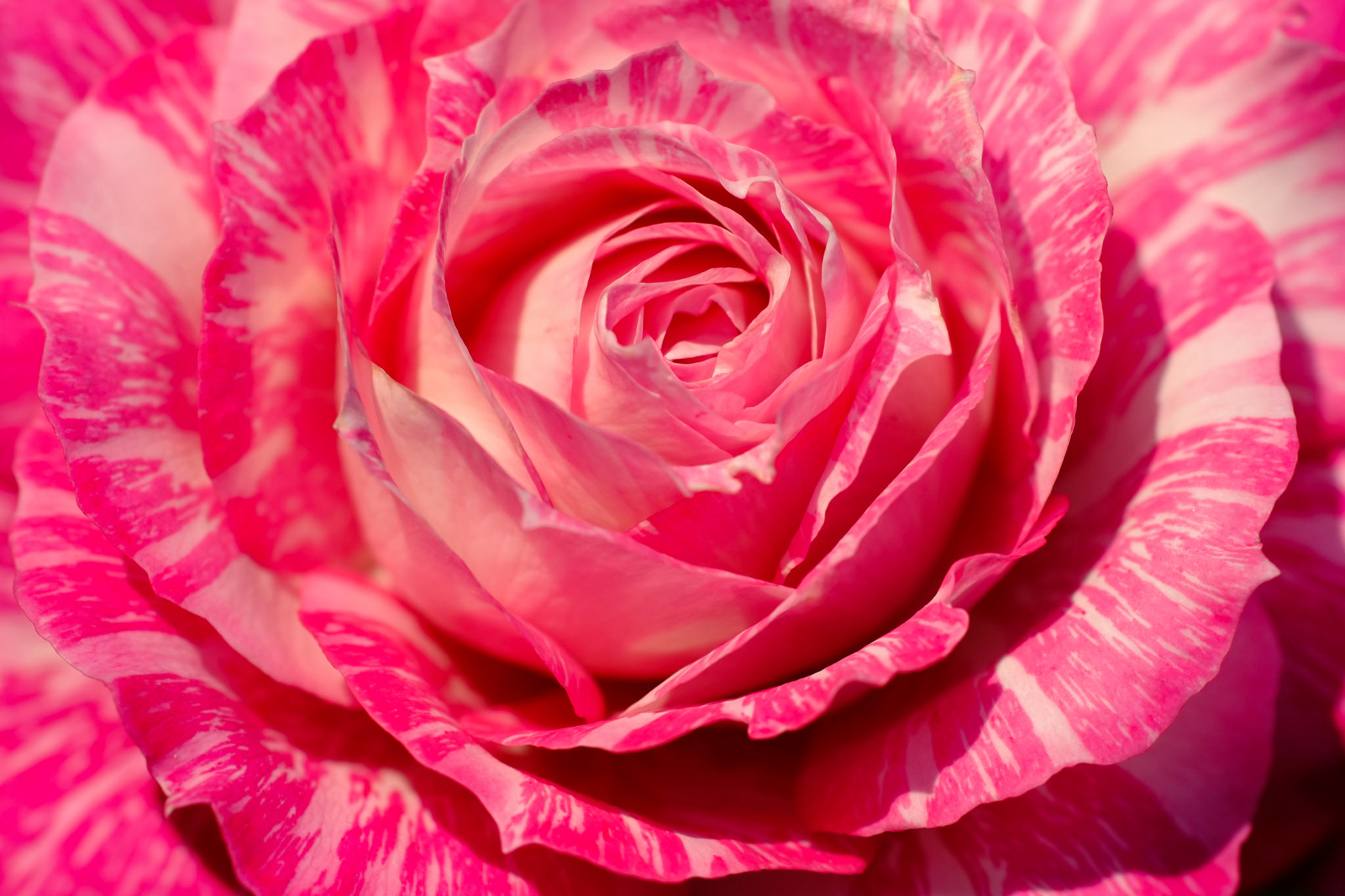 Скачать обои бесплатно Цветок, Макро, Роза, Земля/природа, Розовый Цветок, Флауэрсы картинка на рабочий стол ПК