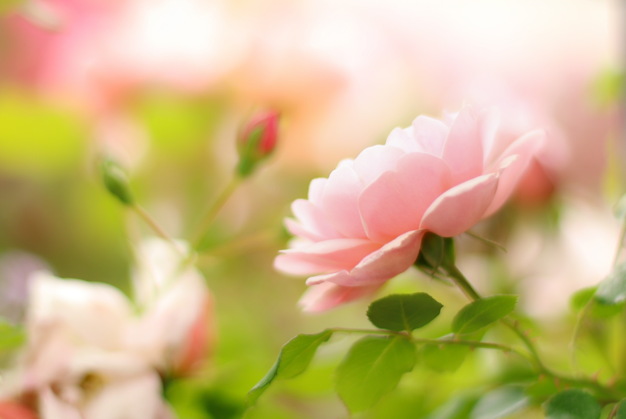 Free download wallpaper Nature, Flowers, Flower, Rose, Close Up, Earth, Pink Flower on your PC desktop