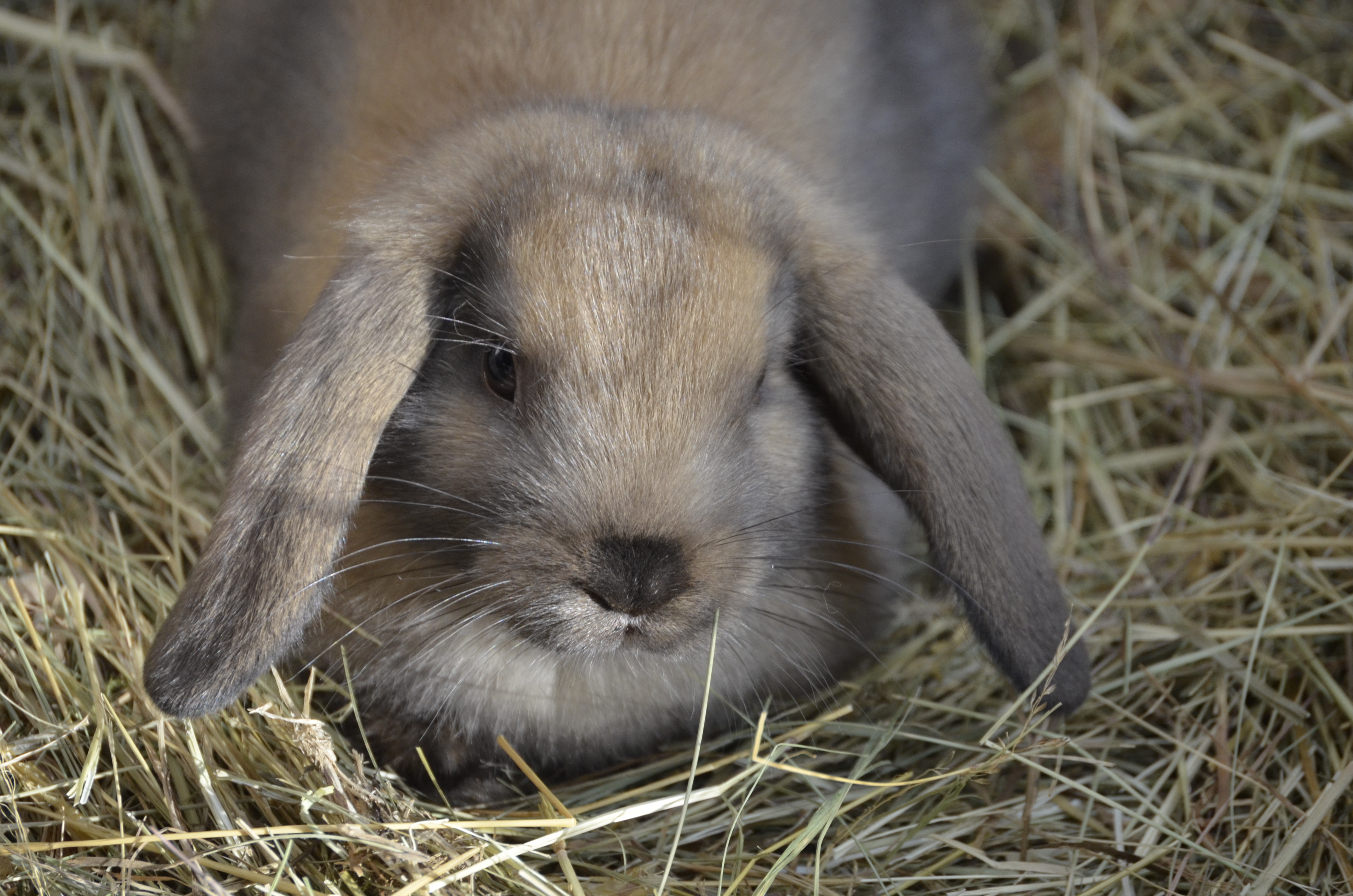 126034 Bild herunterladen kaninchen, tiere, sich hinlegen, liegen, ohren, heu, zwerghase - Hintergrundbilder und Bildschirmschoner kostenlos