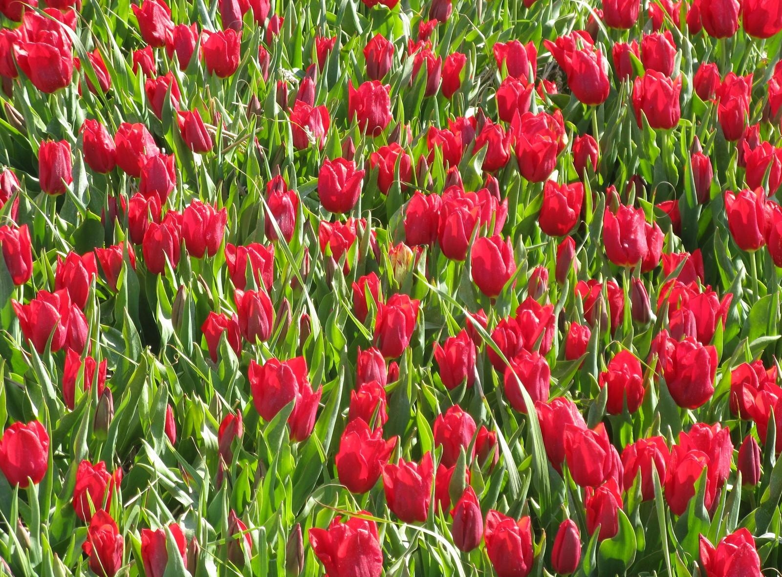 71600 télécharger l'image parterre de fleurs, fleurs, tulipes, rouge, légumes verts, verdure, parterre - fonds d'écran et économiseurs d'écran gratuits