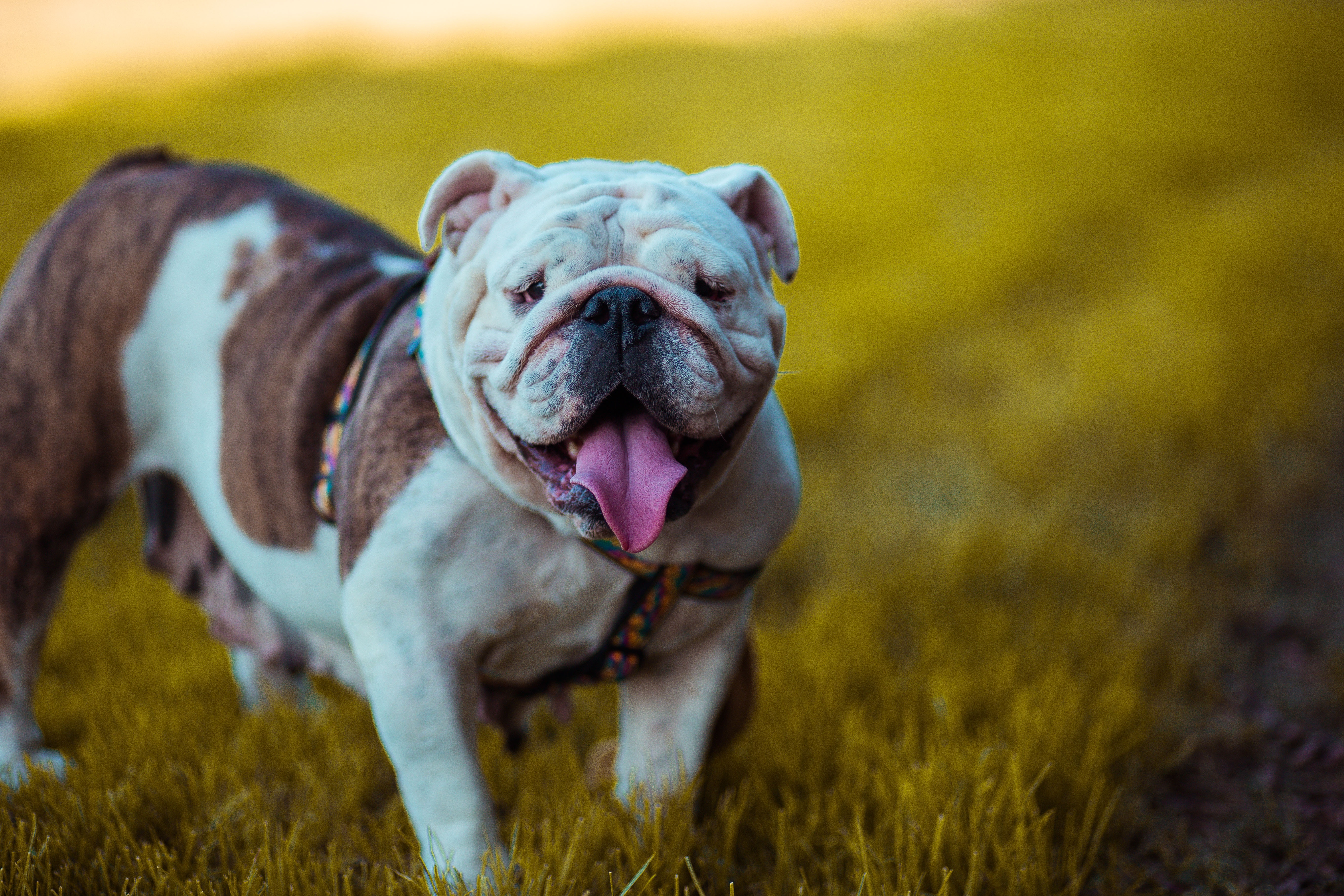 Download mobile wallpaper Dog, Protruding Tongue, Tongue Stuck Out, Muzzle, Animals, Bulldog for free.