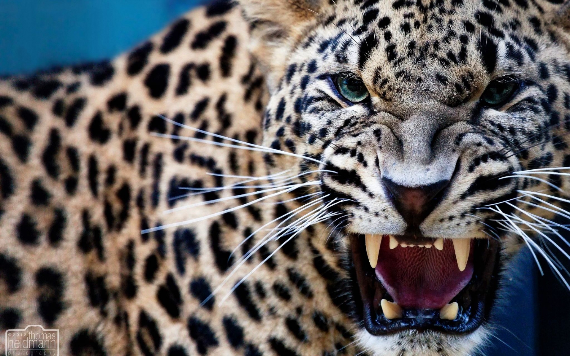 Free download wallpaper Leopard, Animal on your PC desktop