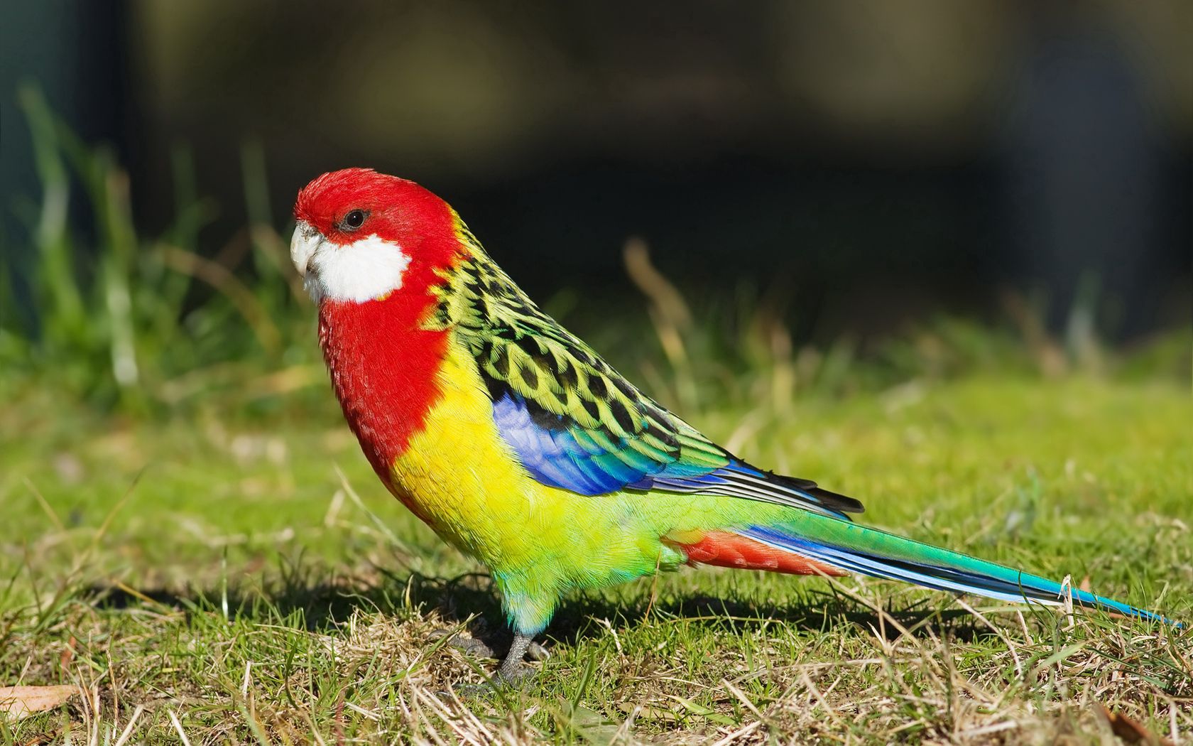 animals, parrots, bird, multicolored, motley, tail