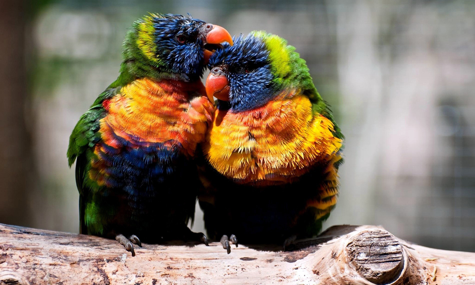 Download mobile wallpaper Rainbow Lorikeet, Birds, Animal for free.