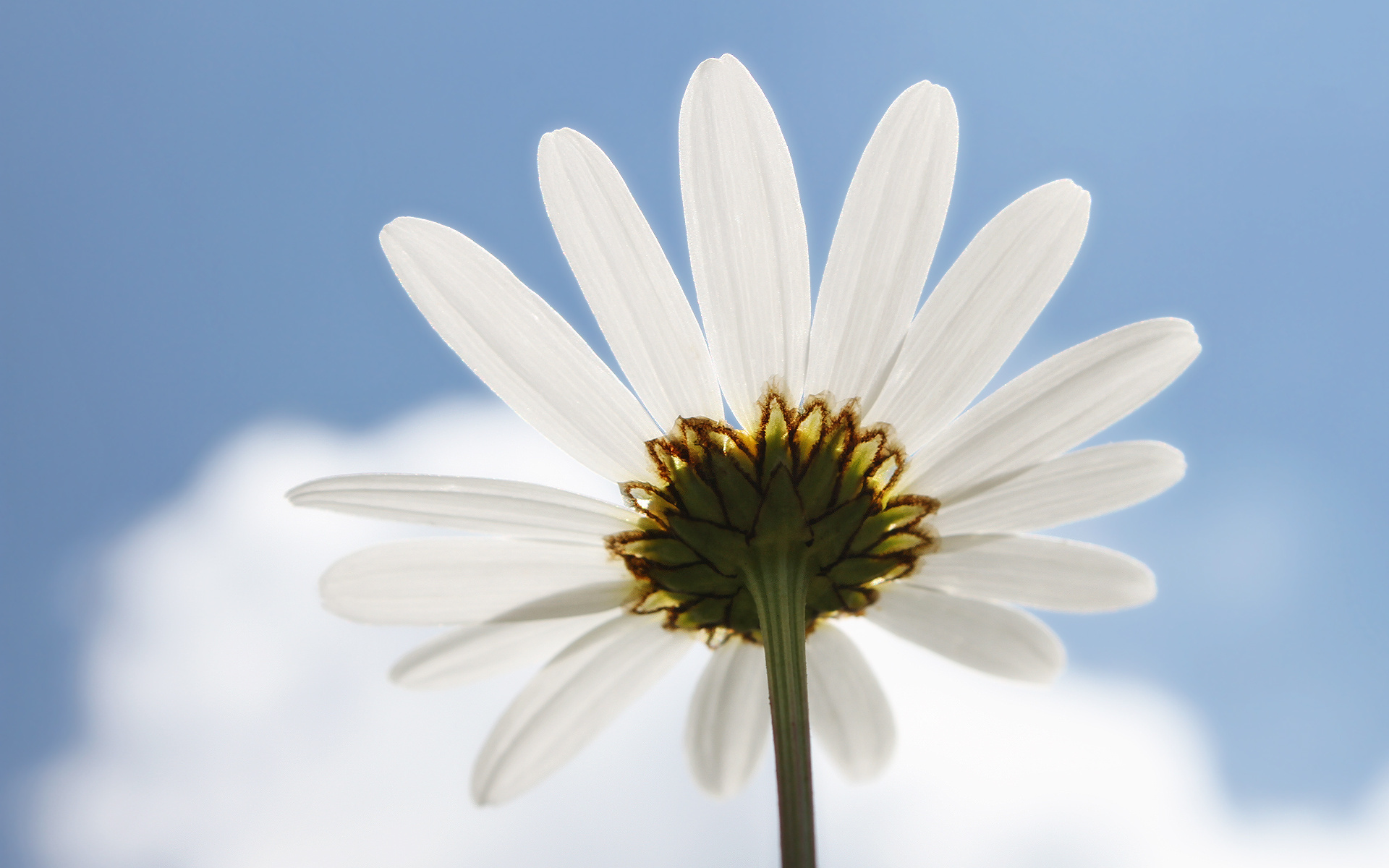 Téléchargez gratuitement l'image Fleurs, Marguerite, Terre/nature sur le bureau de votre PC