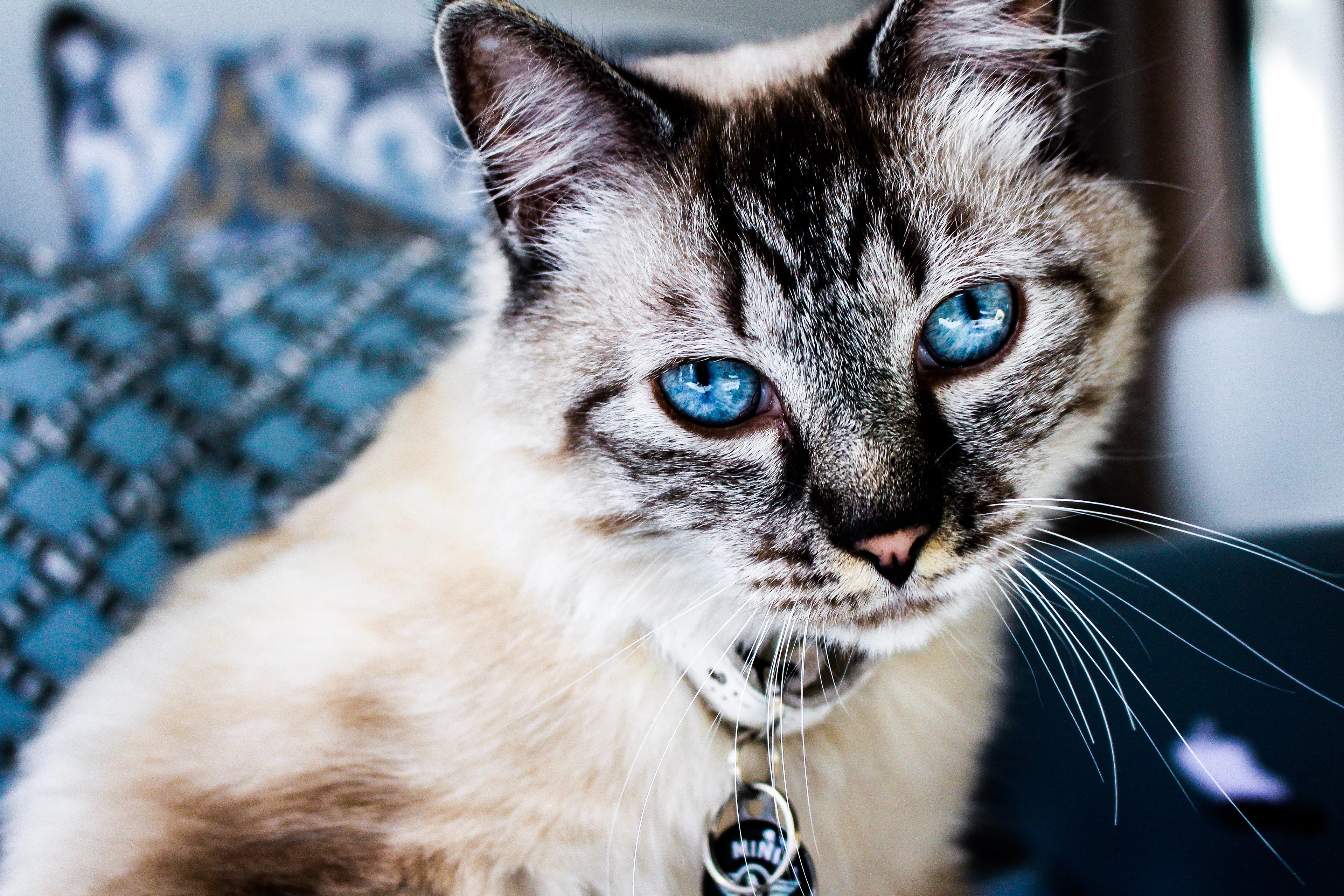 Laden Sie das Tiere, Katzen, Katze, Blaue Augen, Starren-Bild kostenlos auf Ihren PC-Desktop herunter