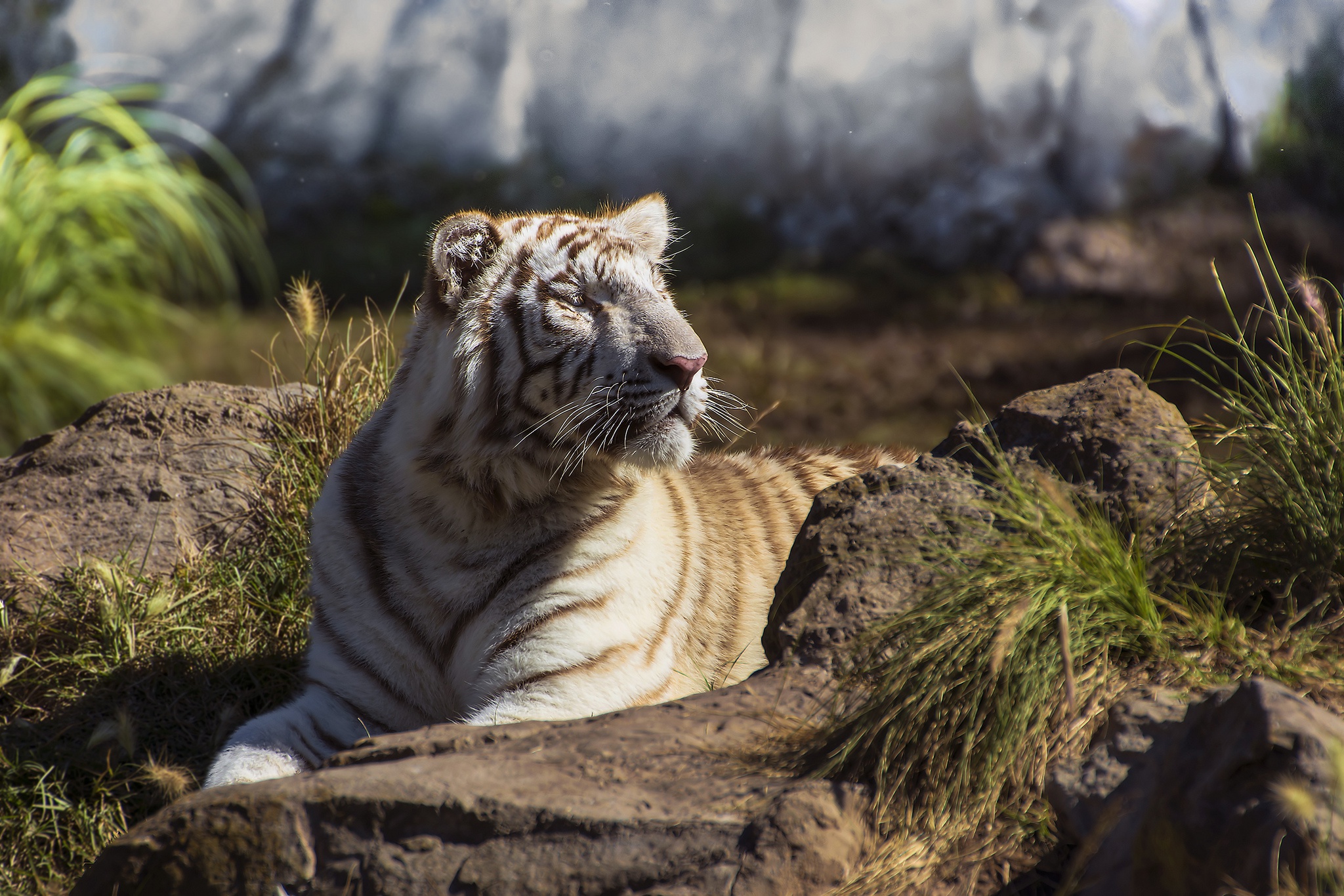 Descarga gratuita de fondo de pantalla para móvil de Animales, Gatos, Tigre, Tigre Blanco.