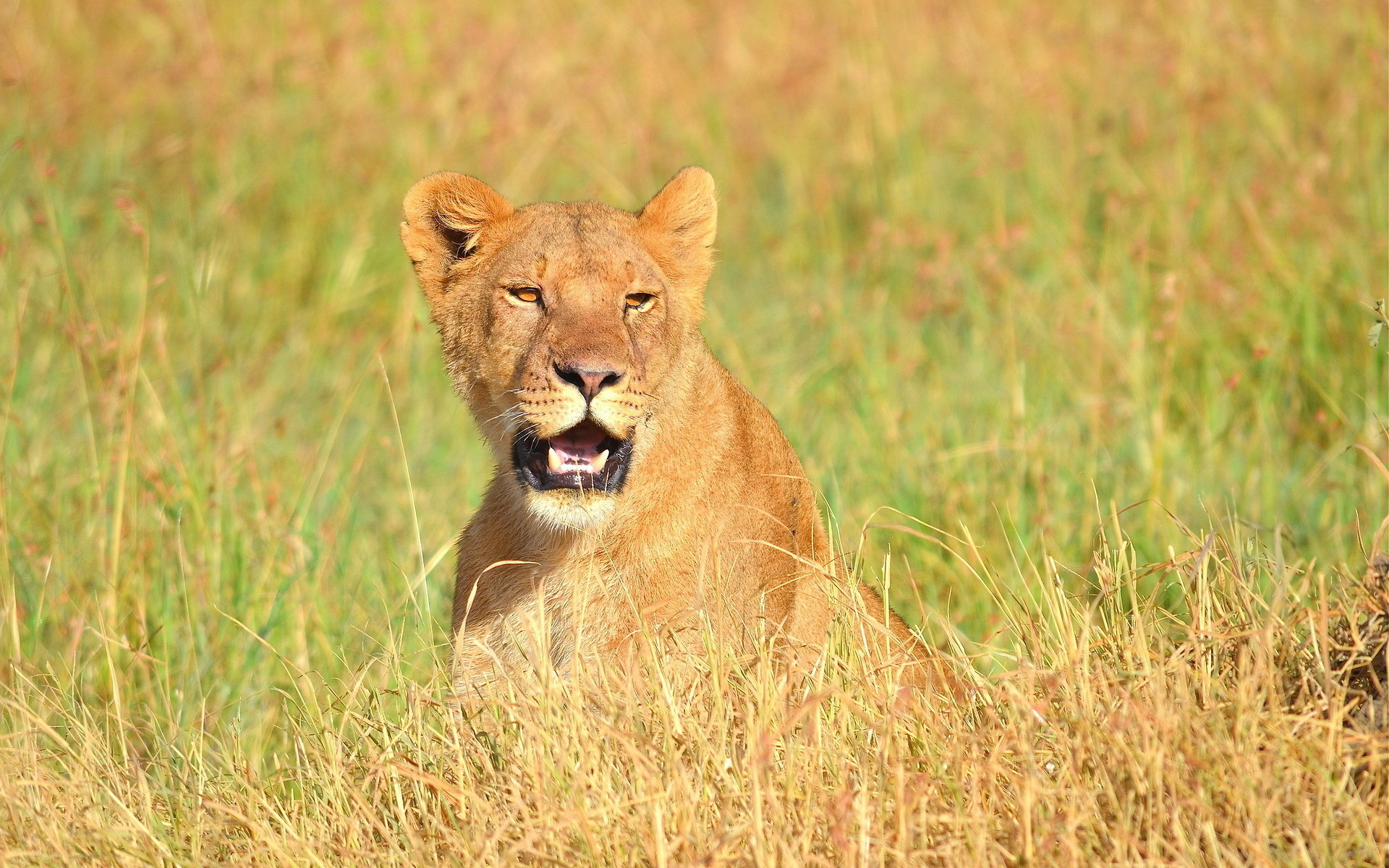 Téléchargez des papiers peints mobile Lion, Chats, Animaux gratuitement.