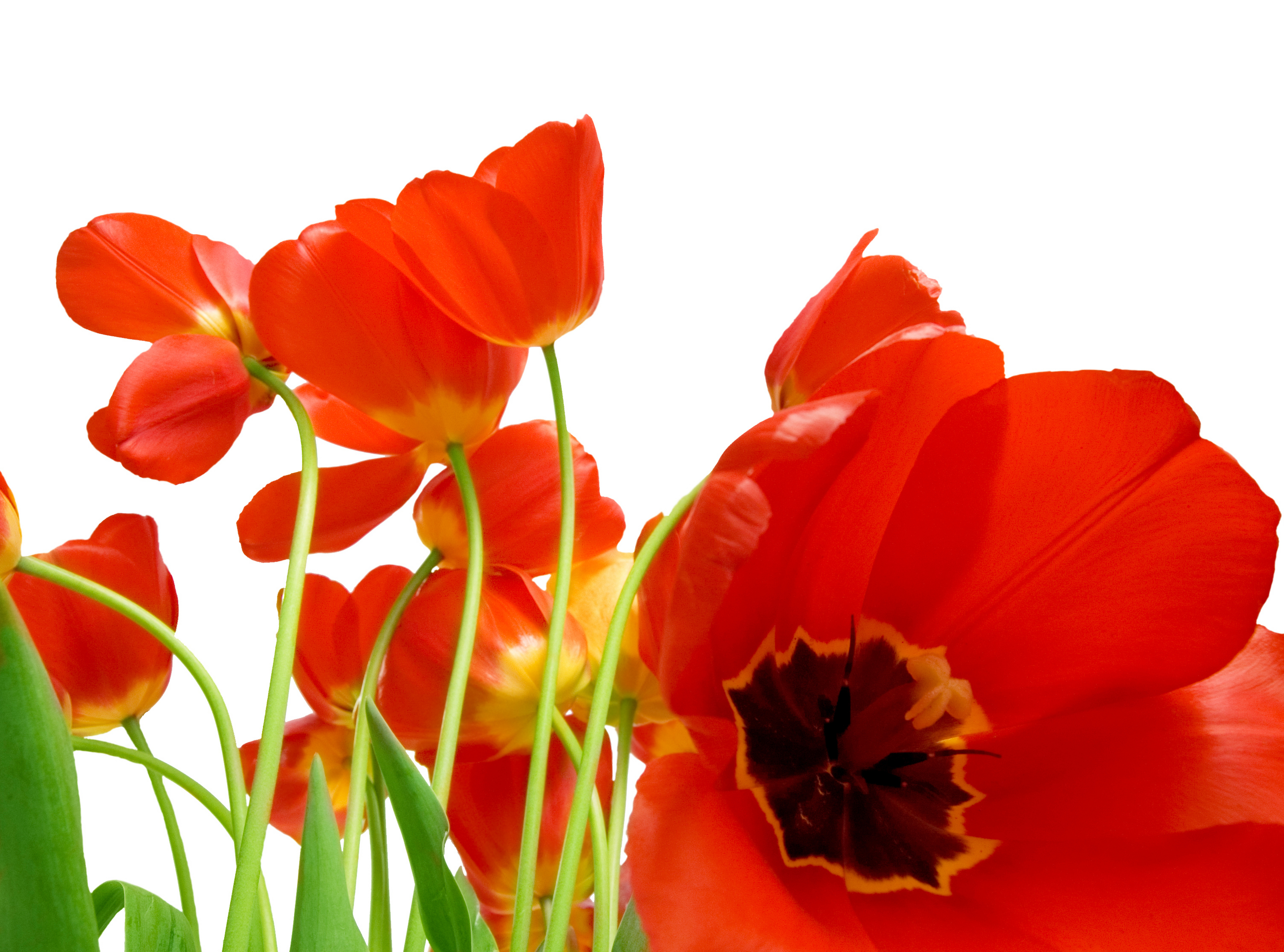 Download mobile wallpaper Nature, Flowers, Flower, Close Up, Earth, Poppy, Red Flower for free.