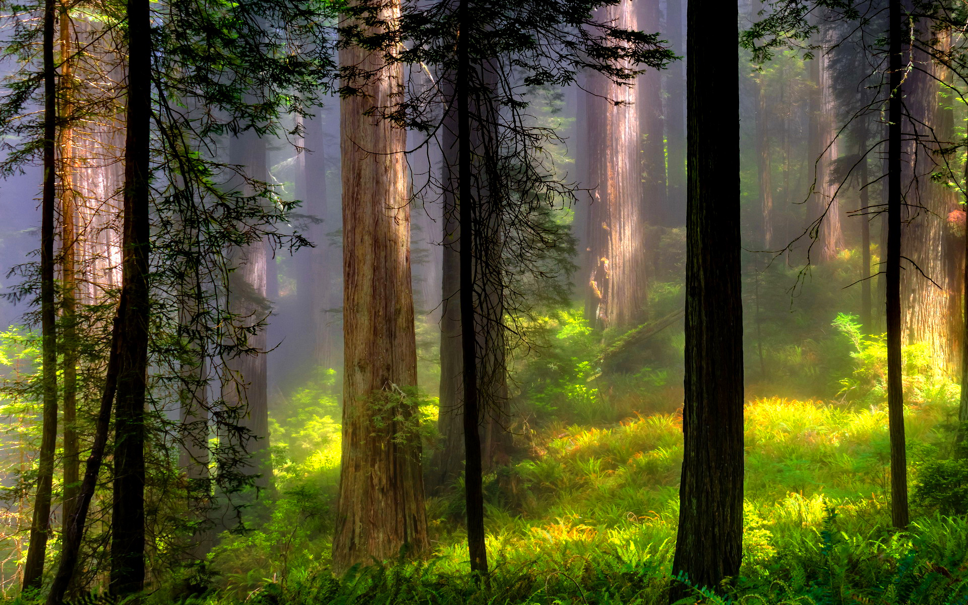 Download mobile wallpaper Forest, Fog, Earth, Greenery for free.
