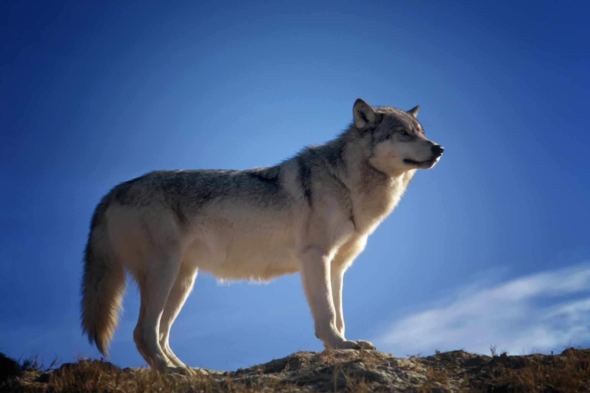 388905 скачать обои волк, волки, животные, млекопитающее - заставки и картинки бесплатно