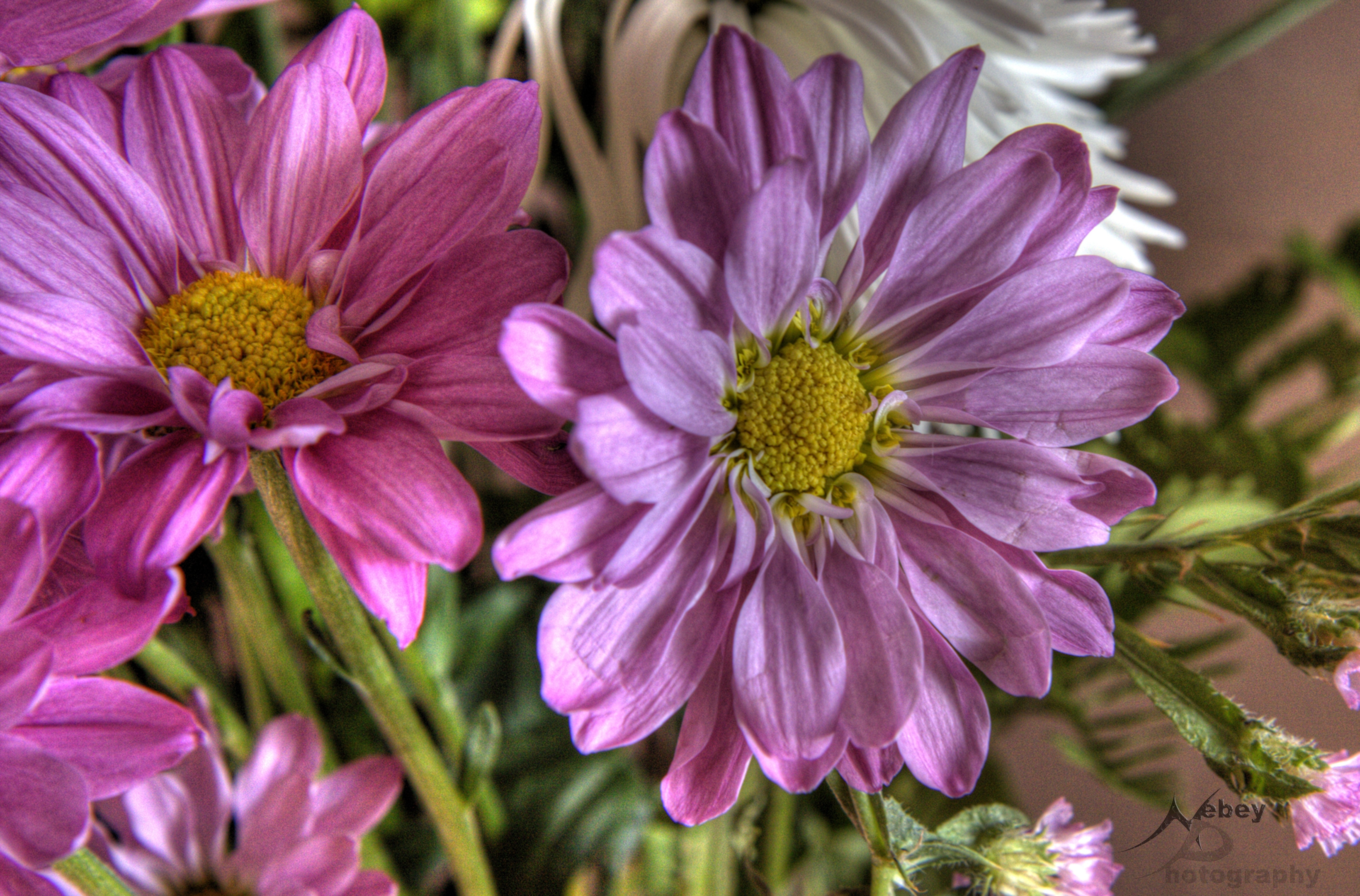 Download mobile wallpaper Hdr, Flowers, Macro, Flower for free.