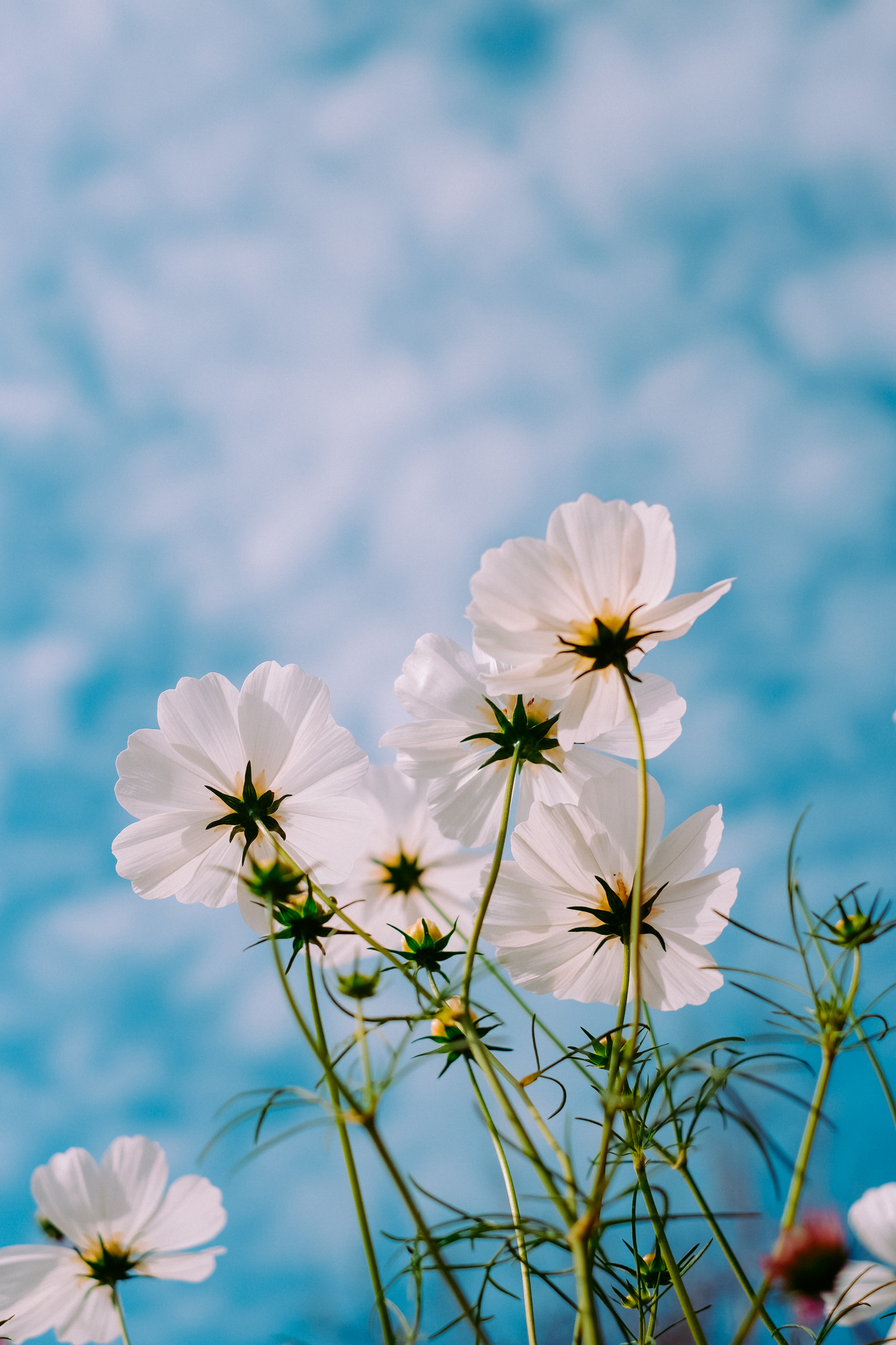 sky, flowers, petals, kosmeya, summer, white, cosmos HD wallpaper