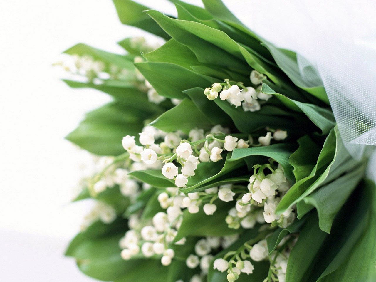 green, lily of the valley, plants, flowers