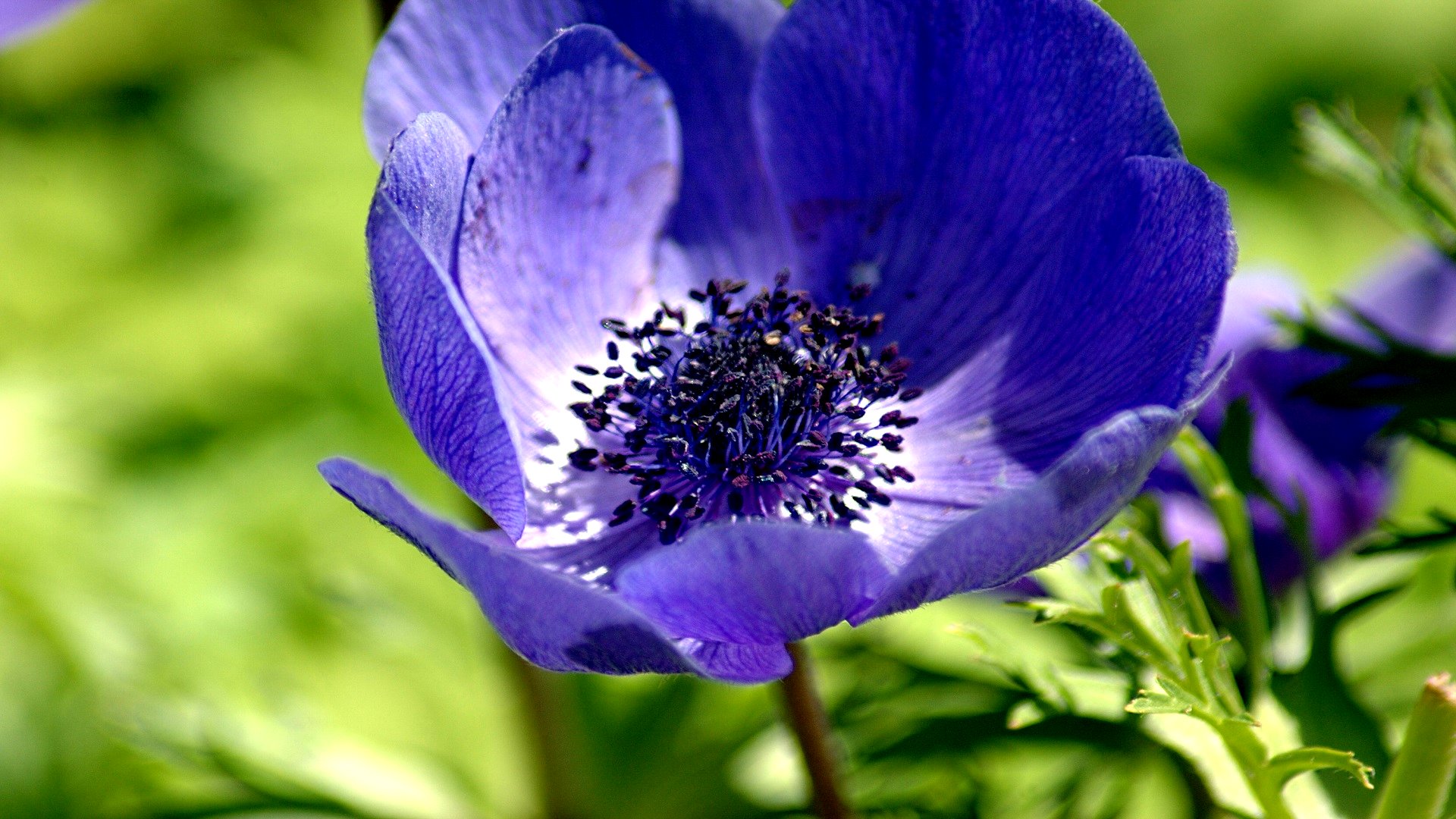 Baixe gratuitamente a imagem Flores, Flor, Terra/natureza na área de trabalho do seu PC