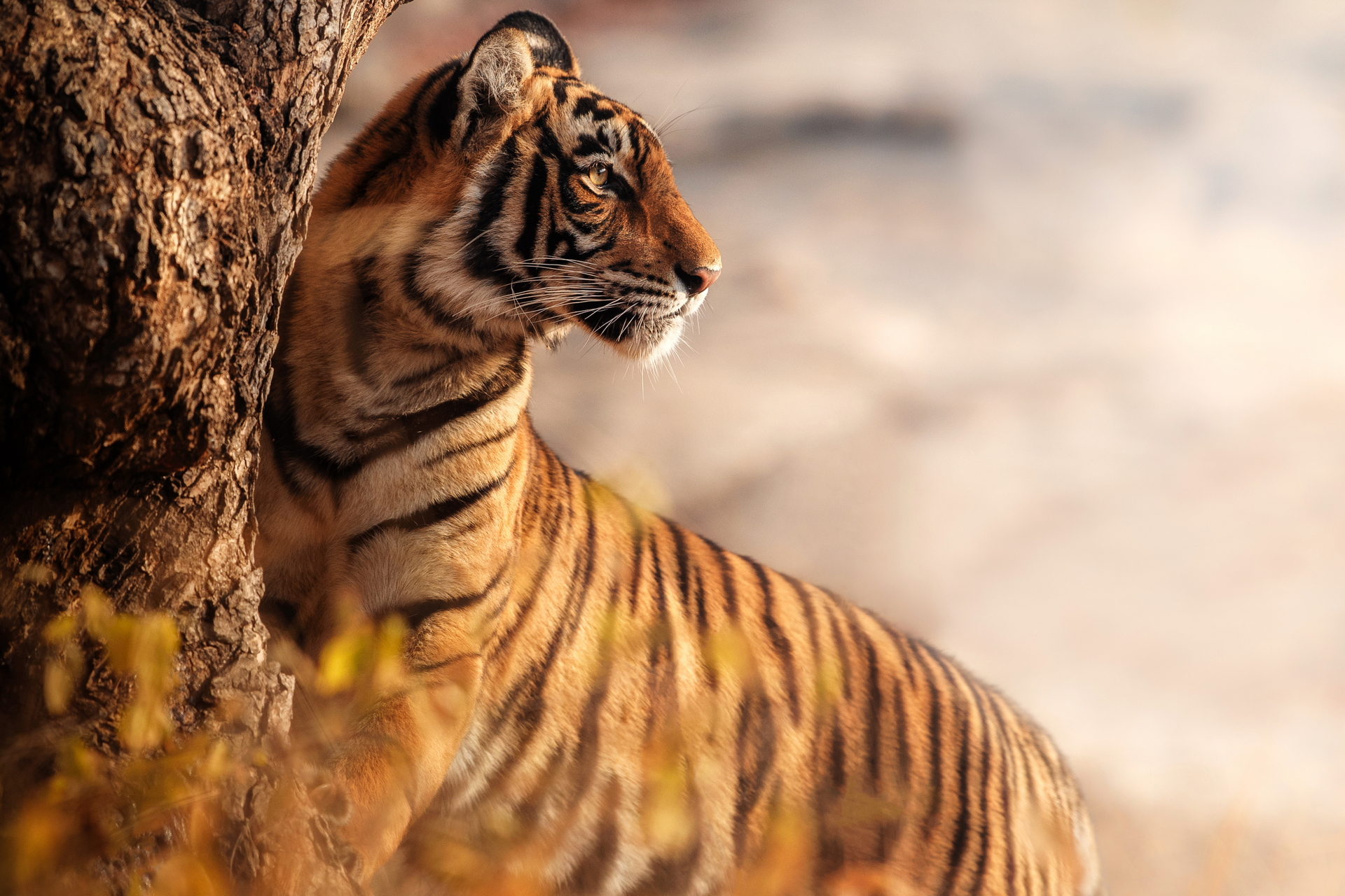 Téléchargez des papiers peints mobile Animaux, Chats, Tigre gratuitement.