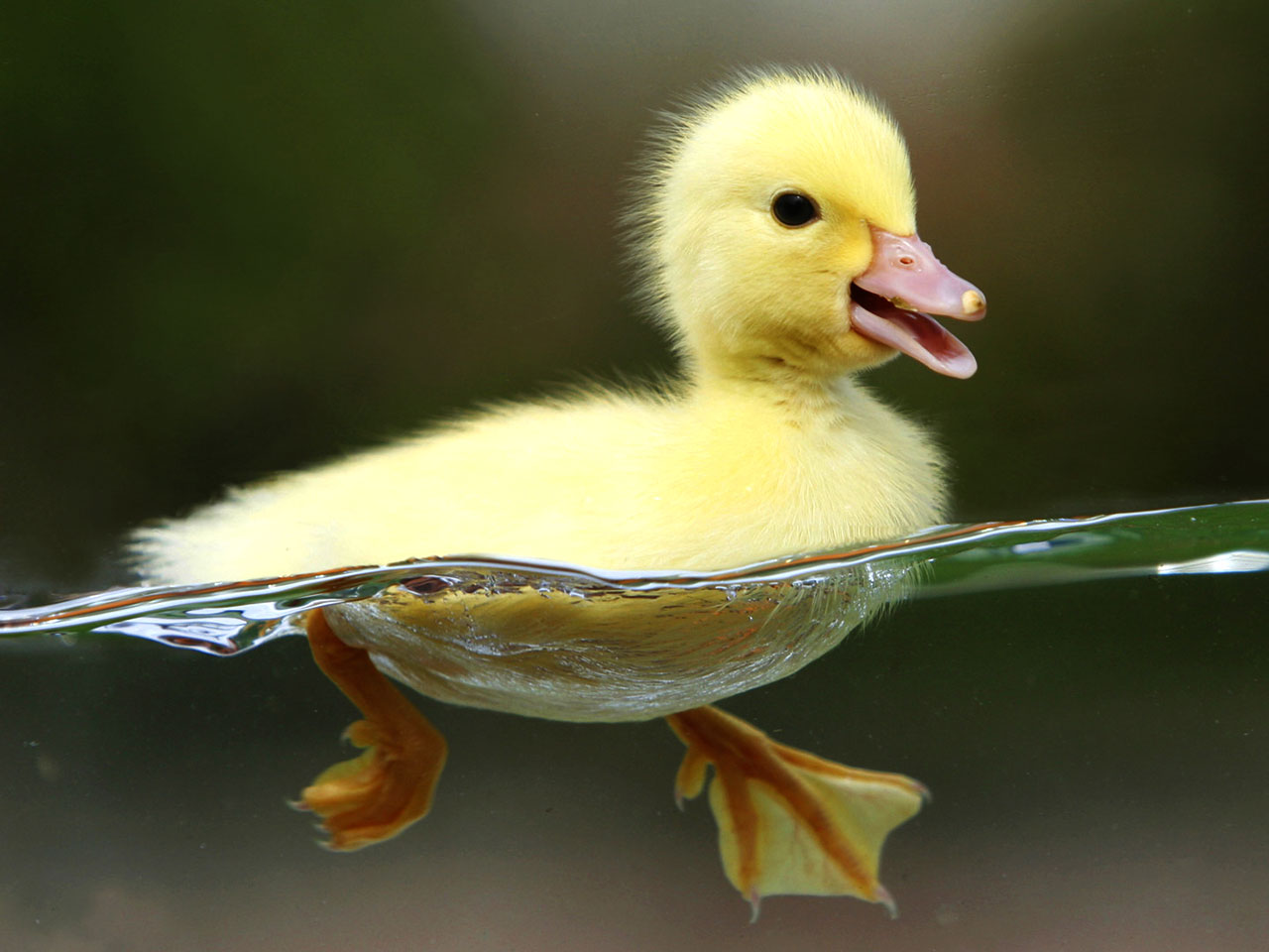 Laden Sie das Tiere, Ente, Entlein-Bild kostenlos auf Ihren PC-Desktop herunter