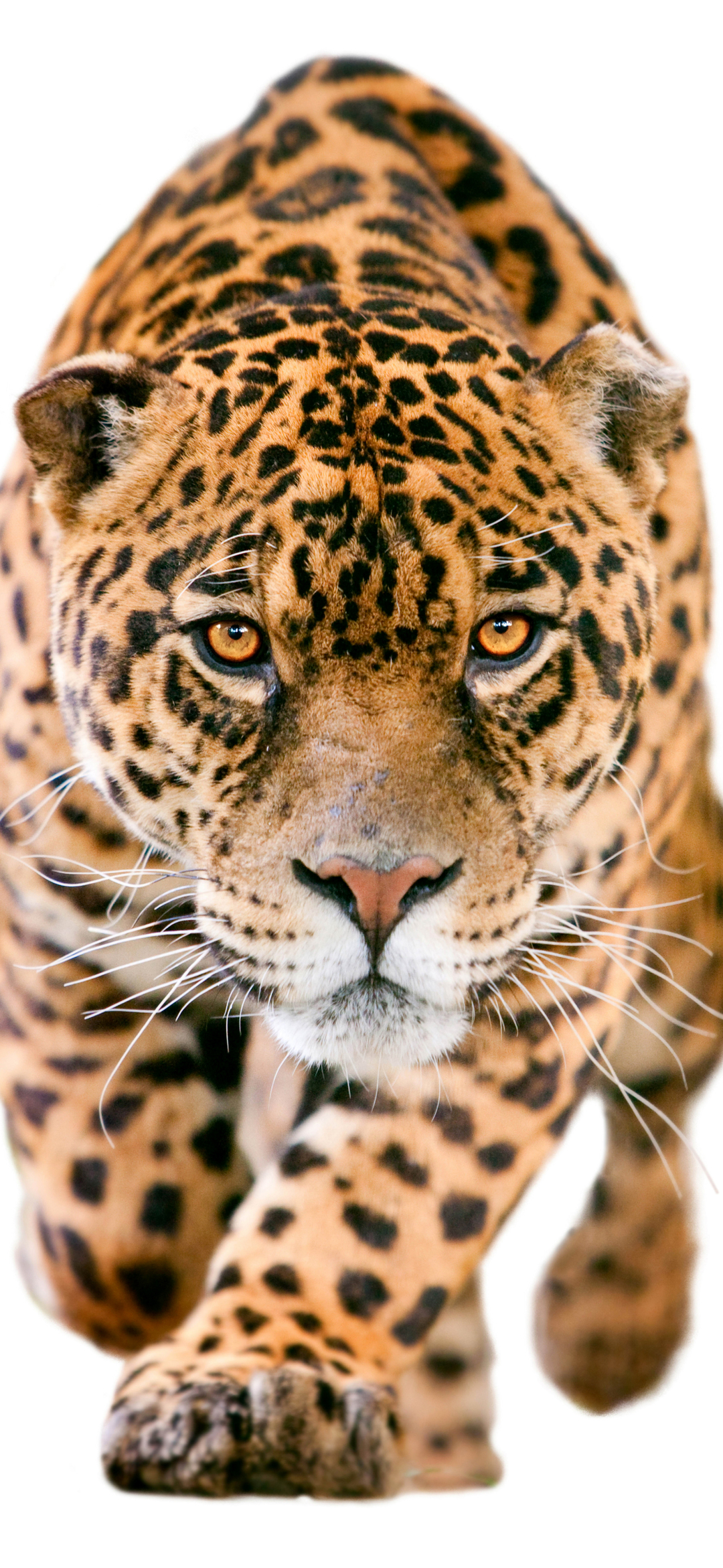 Download mobile wallpaper Cats, Jaguar, Muzzle, Animal for free.