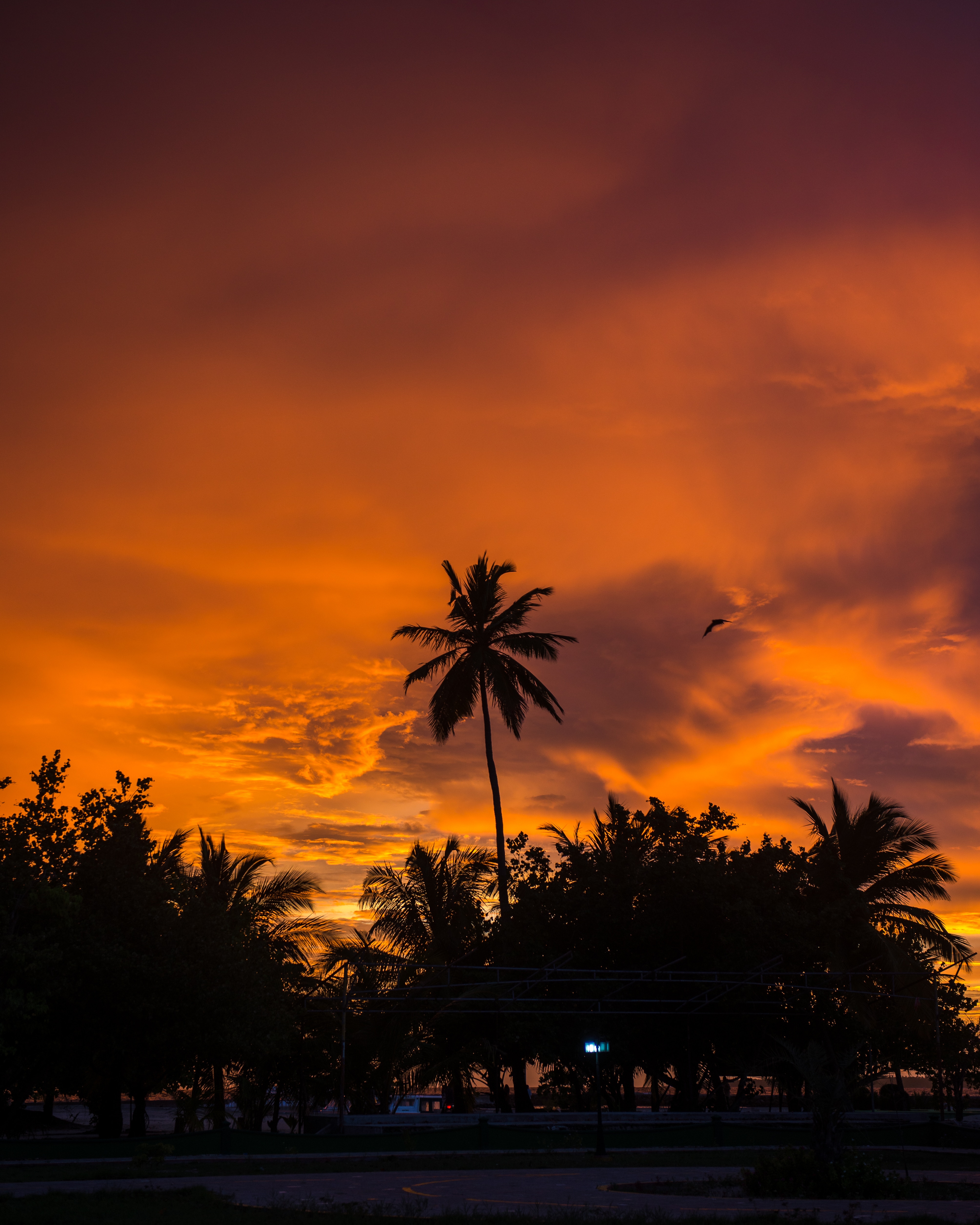 tropics, nature, sunset, sky, clouds, palms