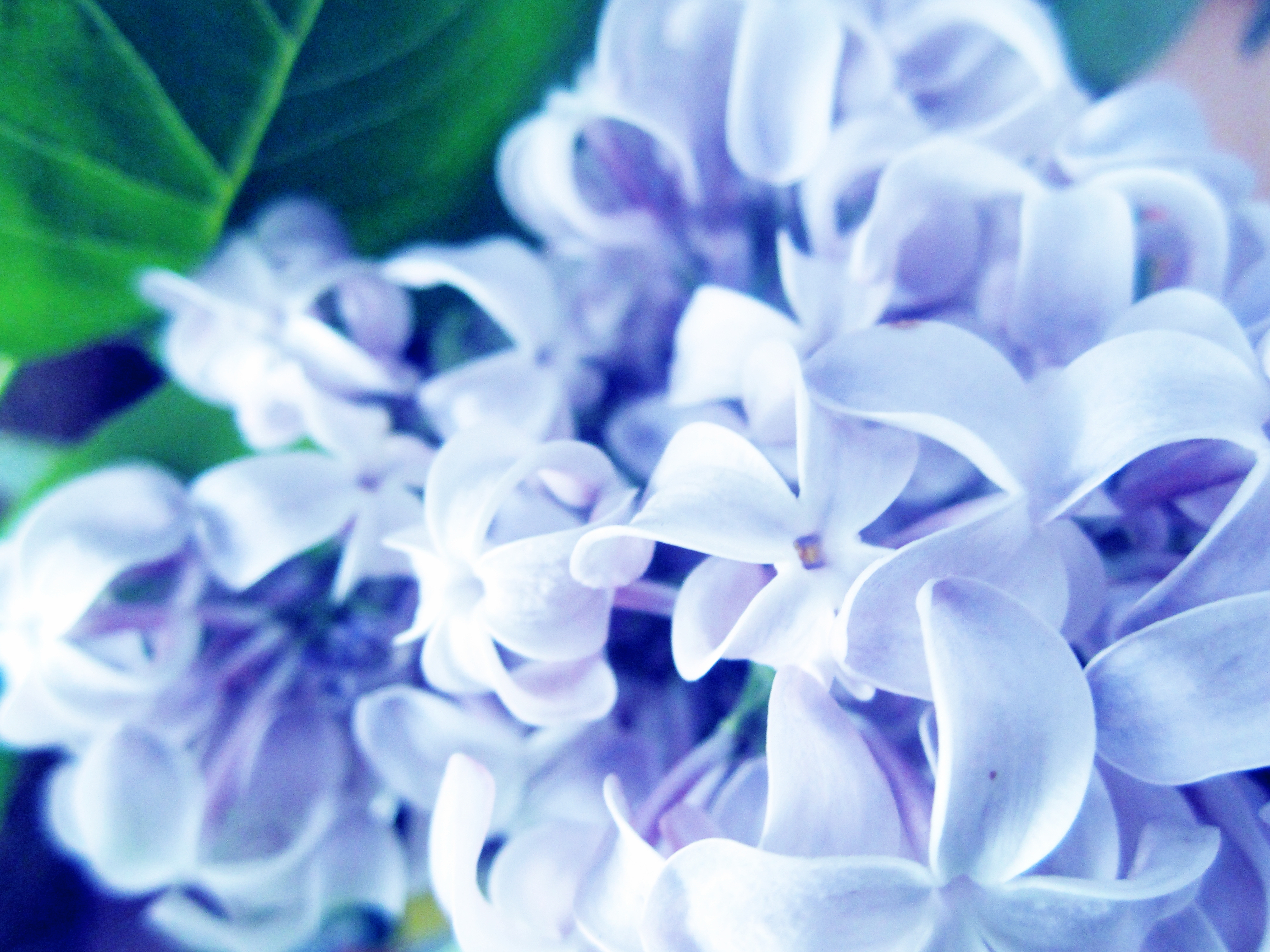Download mobile wallpaper Lilac, Macro, Plant, Flowers for free.