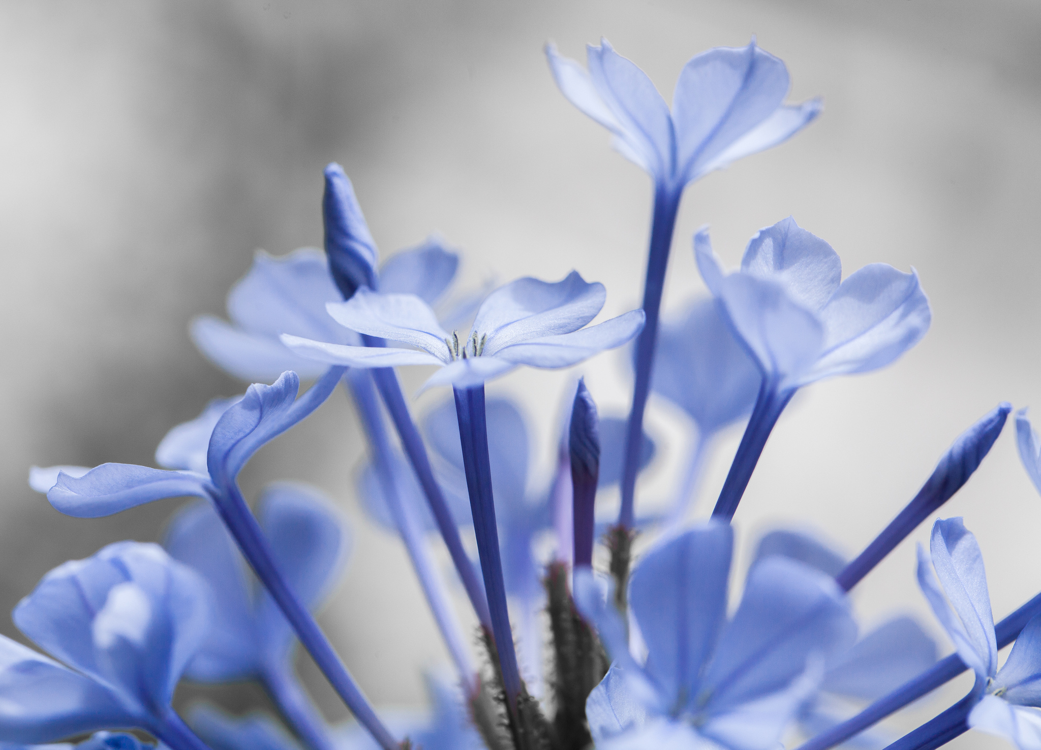 Download mobile wallpaper Nature, Flowers, Flower, Close Up, Earth, Blue Flower for free.