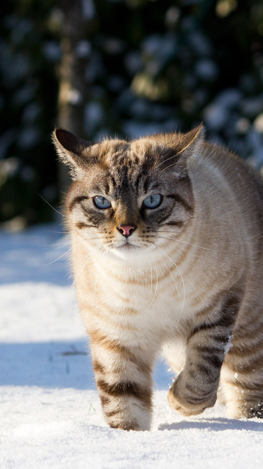 Скачати мобільні шпалери Сніг, Кішка, Тварина, Коти безкоштовно.