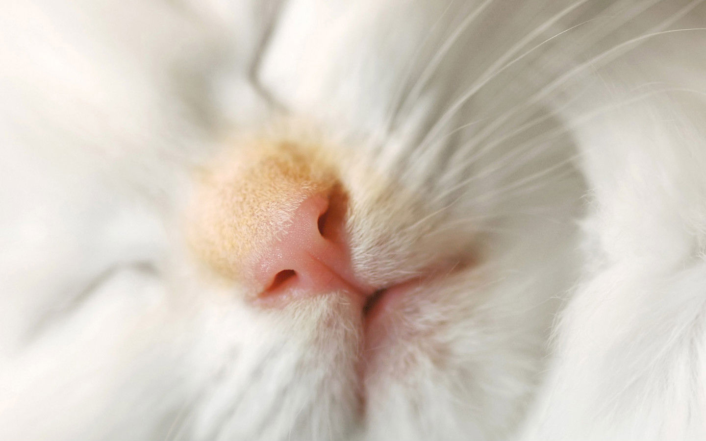 Free download wallpaper Cat, Animal on your PC desktop