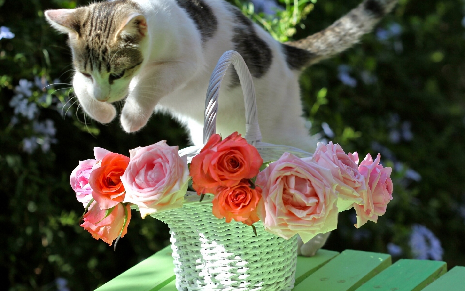 Free download wallpaper Flower, Cat, Animal, Cute on your PC desktop