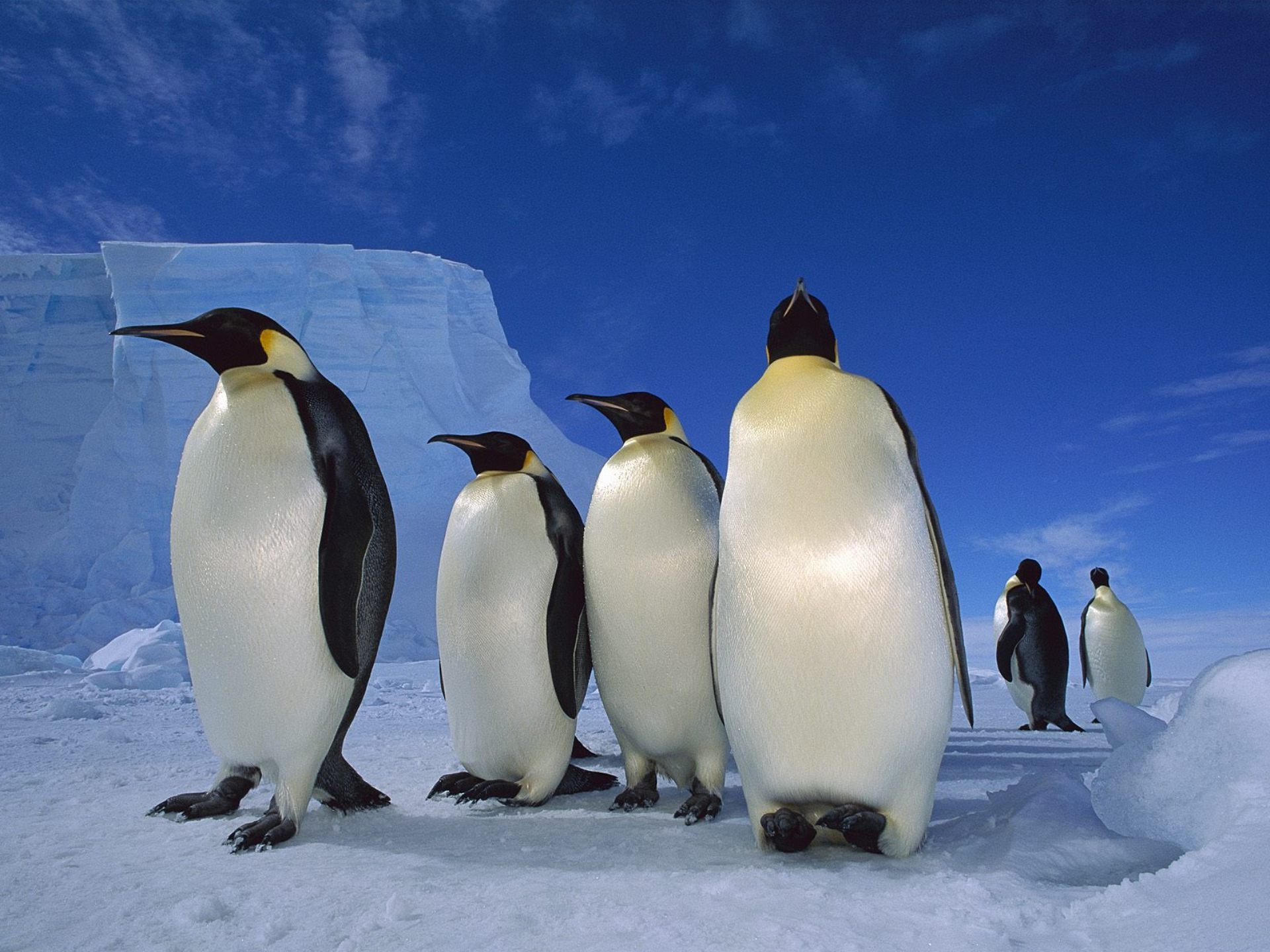 303201 descargar fondo de pantalla animales, pingüino emperador, aves: protectores de pantalla e imágenes gratis