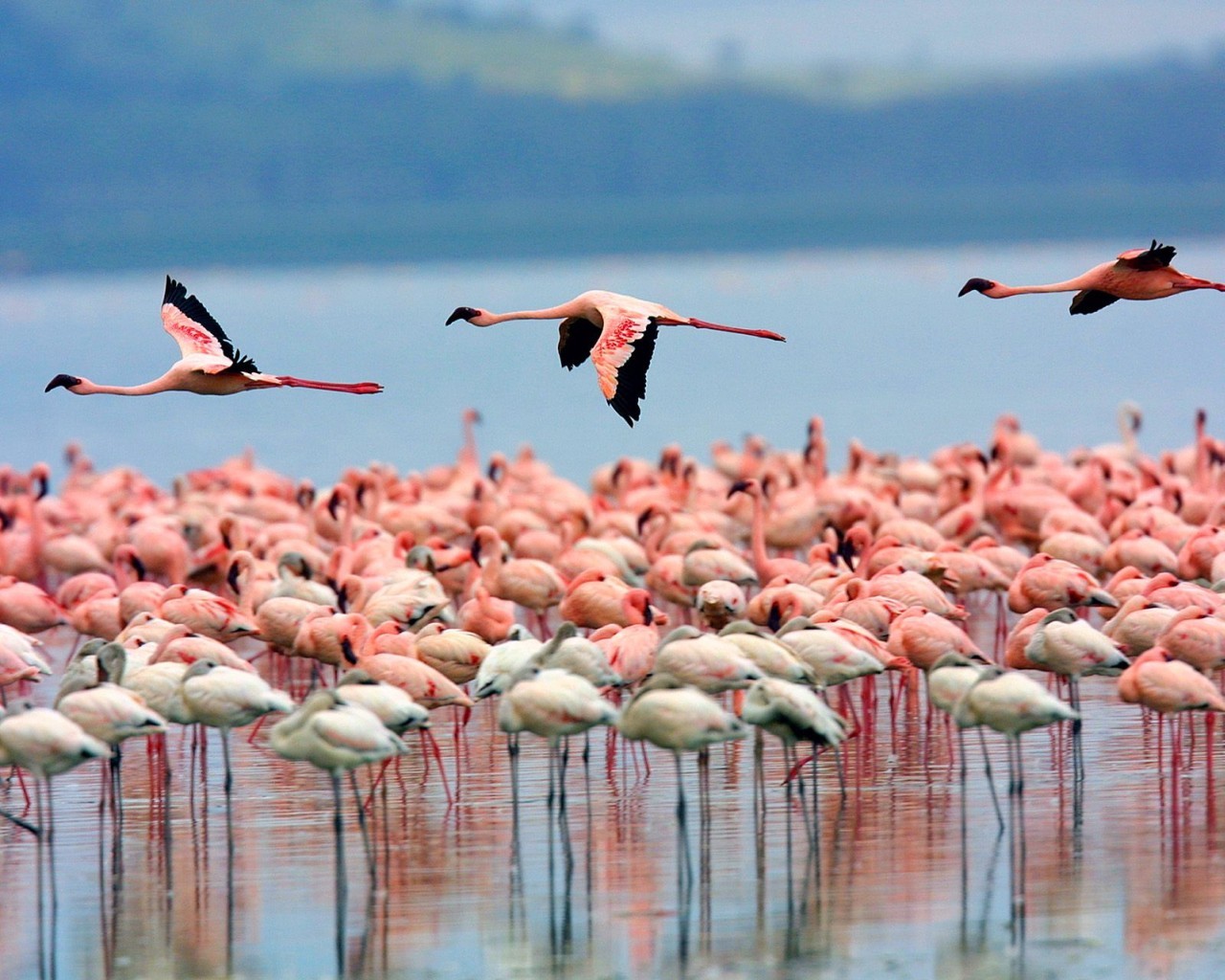 flamingo, animals, birds wallpapers for tablet