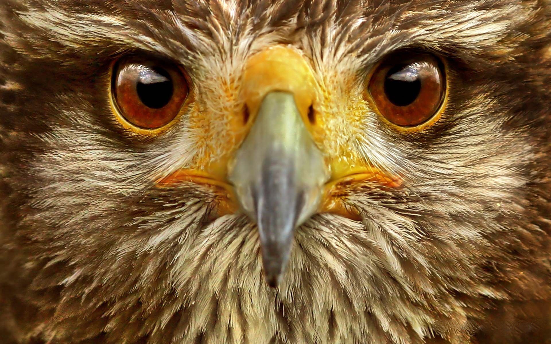Download mobile wallpaper Eagle, Animals, Bird, Eyes for free.