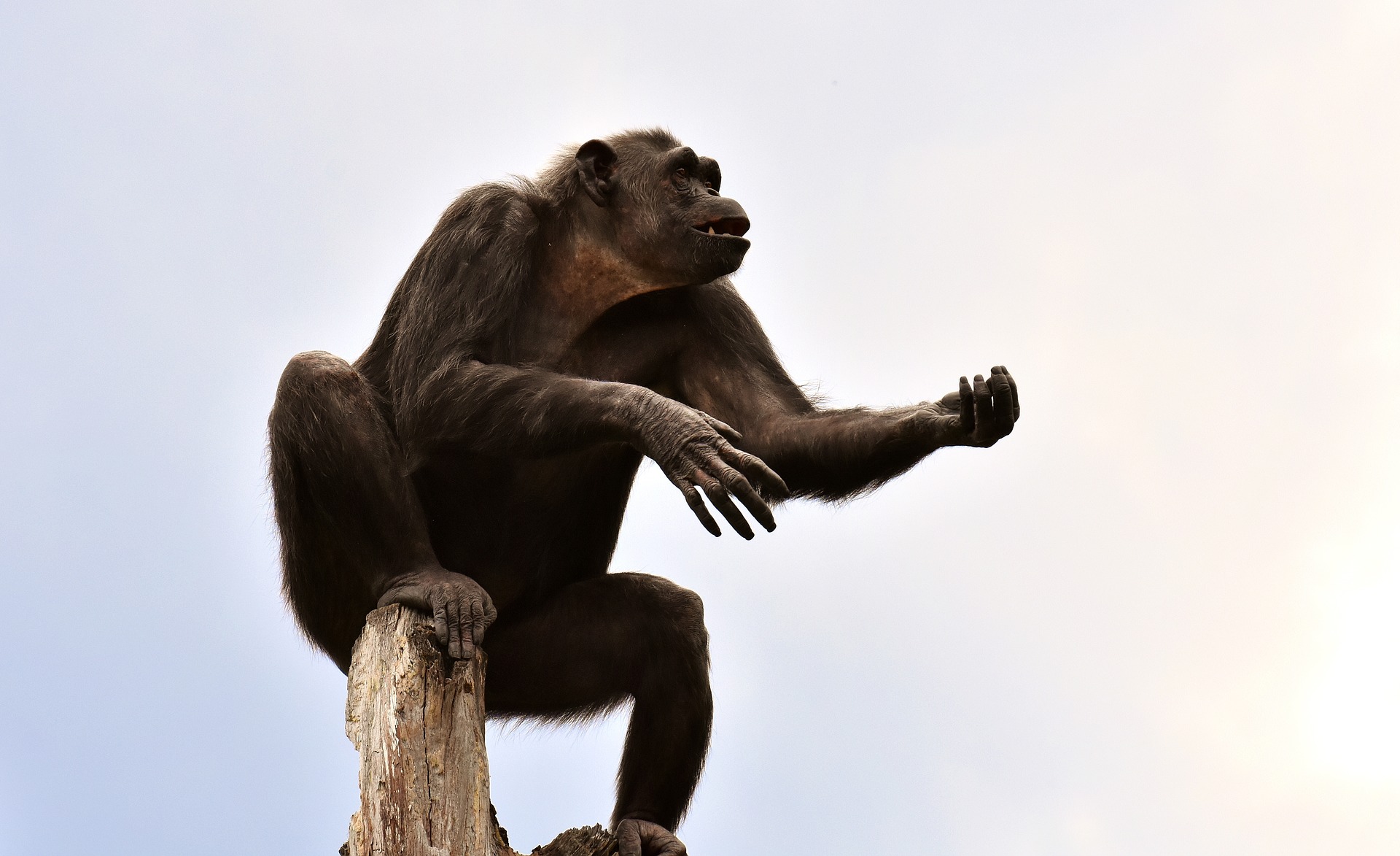 Download mobile wallpaper Monkeys, Monkey, Animal, Zoo, Primate, Chimpanzee, Ape for free.