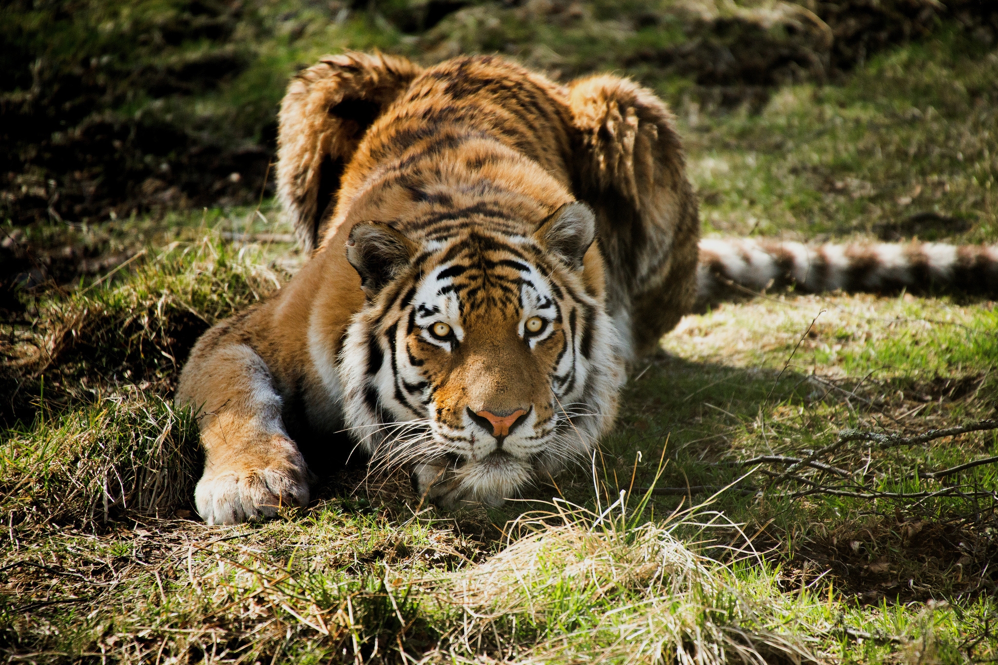 127617 descargar imagen hierba, animales, depredador, tigre: fondos de pantalla y protectores de pantalla gratis