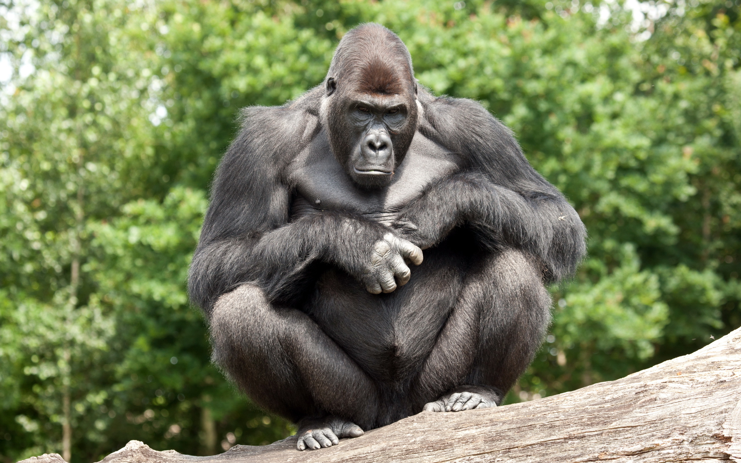 306395 Bild herunterladen tiere, gorilla, affen - Hintergrundbilder und Bildschirmschoner kostenlos