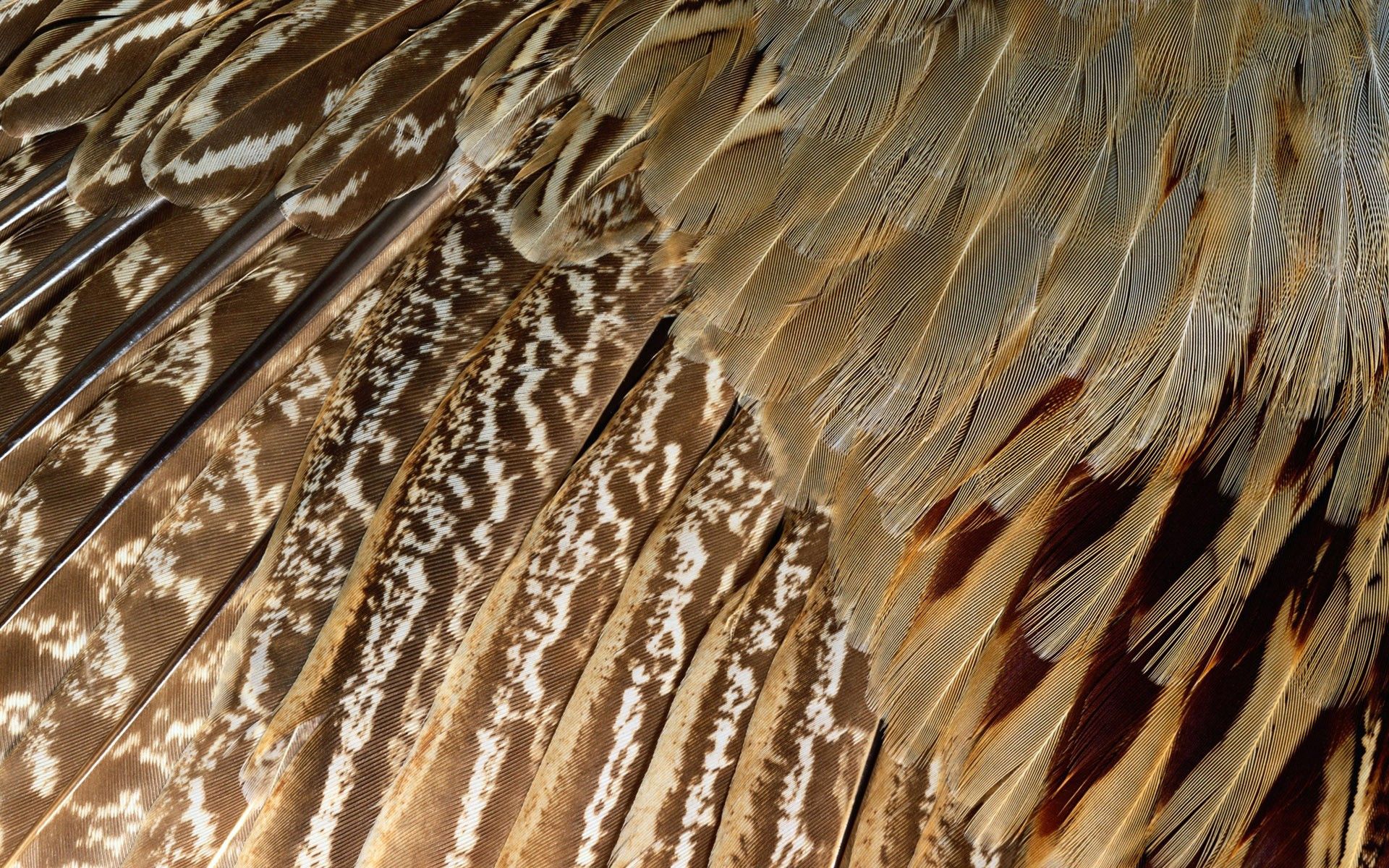 Free download wallpaper Feather, Color, Texture, Textures, Form, Dark on your PC desktop