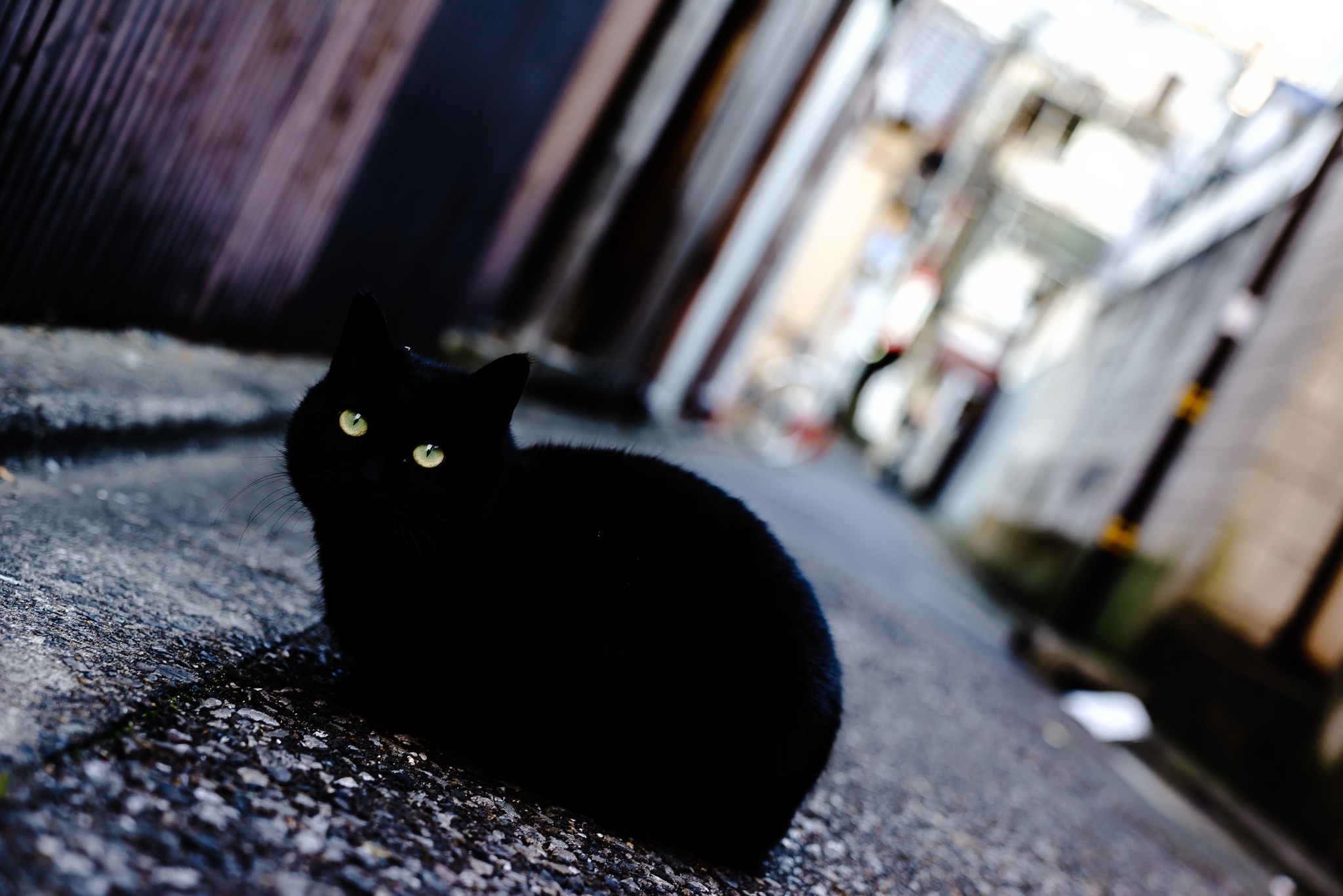 Baixe gratuitamente a imagem Animais, Gatos, Gato, Profundidade De Campo na área de trabalho do seu PC