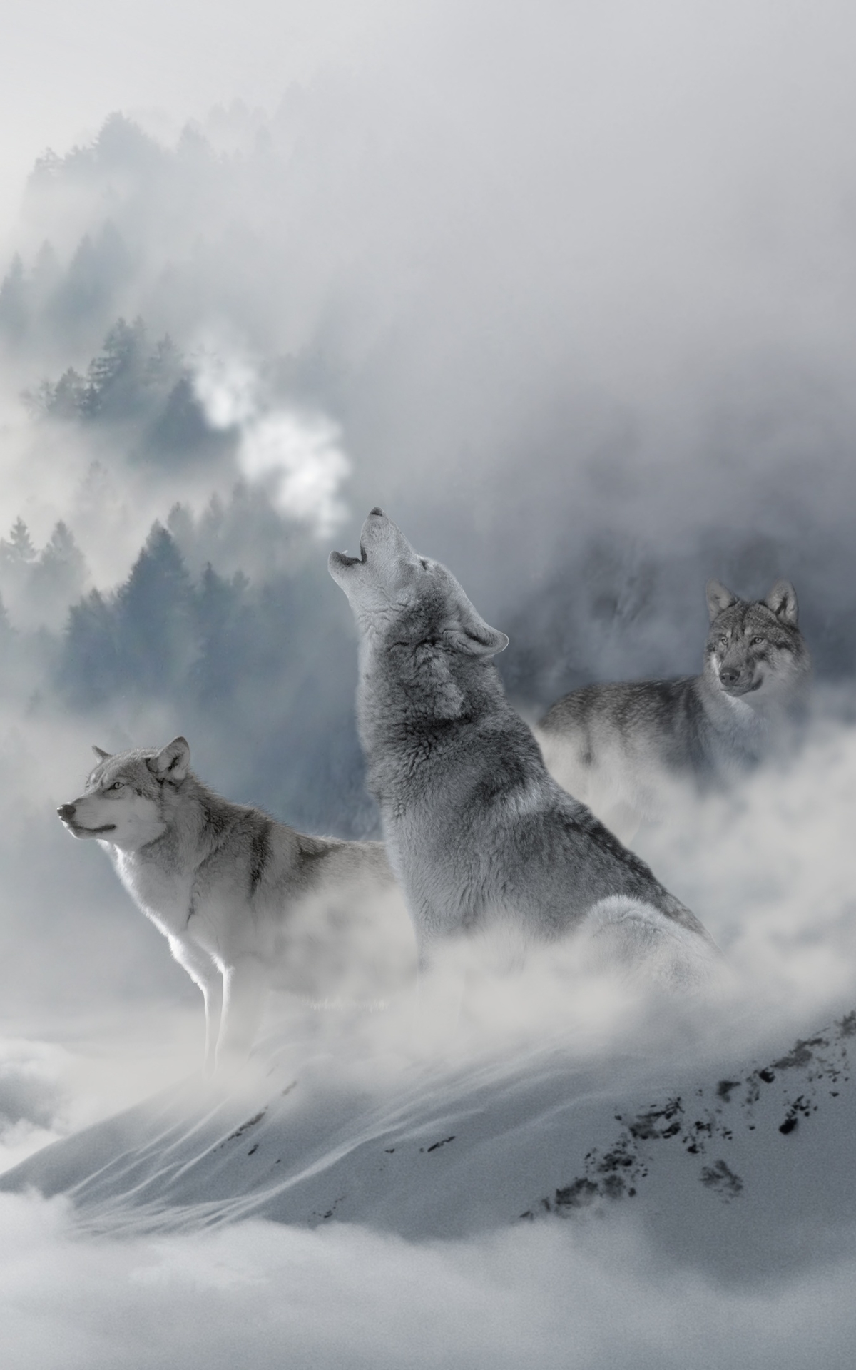Скачать картинку Животные, Волки, Зима, Облака, Туман, Волк, Облако в телефон бесплатно.