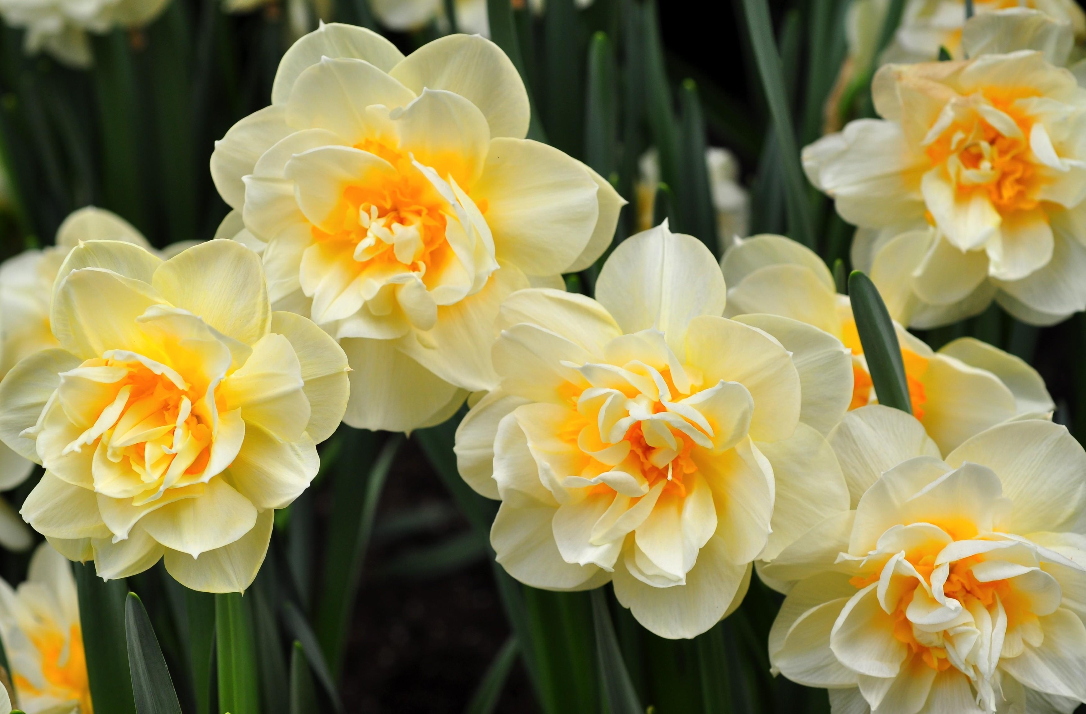 Laden Sie das Blumen, Narzissen, Blume, Weiße Blume, Erde/natur-Bild kostenlos auf Ihren PC-Desktop herunter